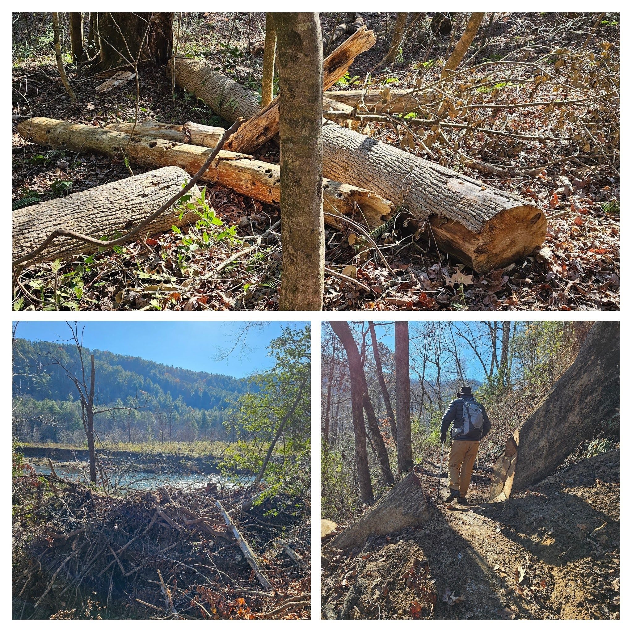 Most of the blowdowns seemed to be in the first mile of starting our hike.