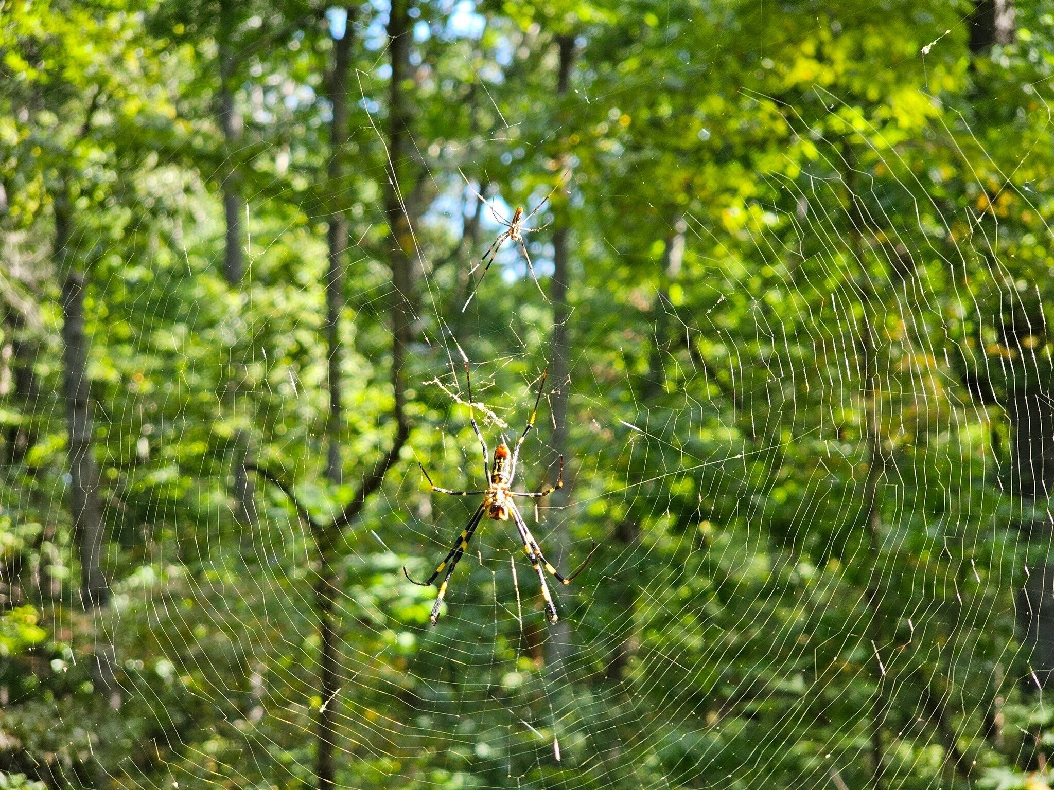 Lots of Joro spiders along the trail.  Thanks to Gerald for clearing these out.  Heather says the little guy is just that, the male spider.