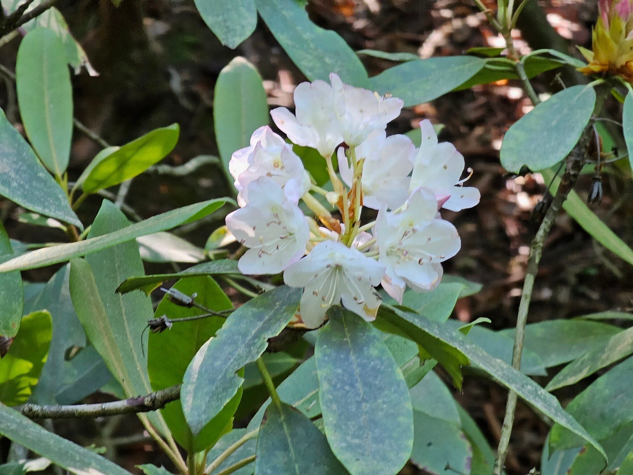 Hey, there are some Rhododendron still in bloom.