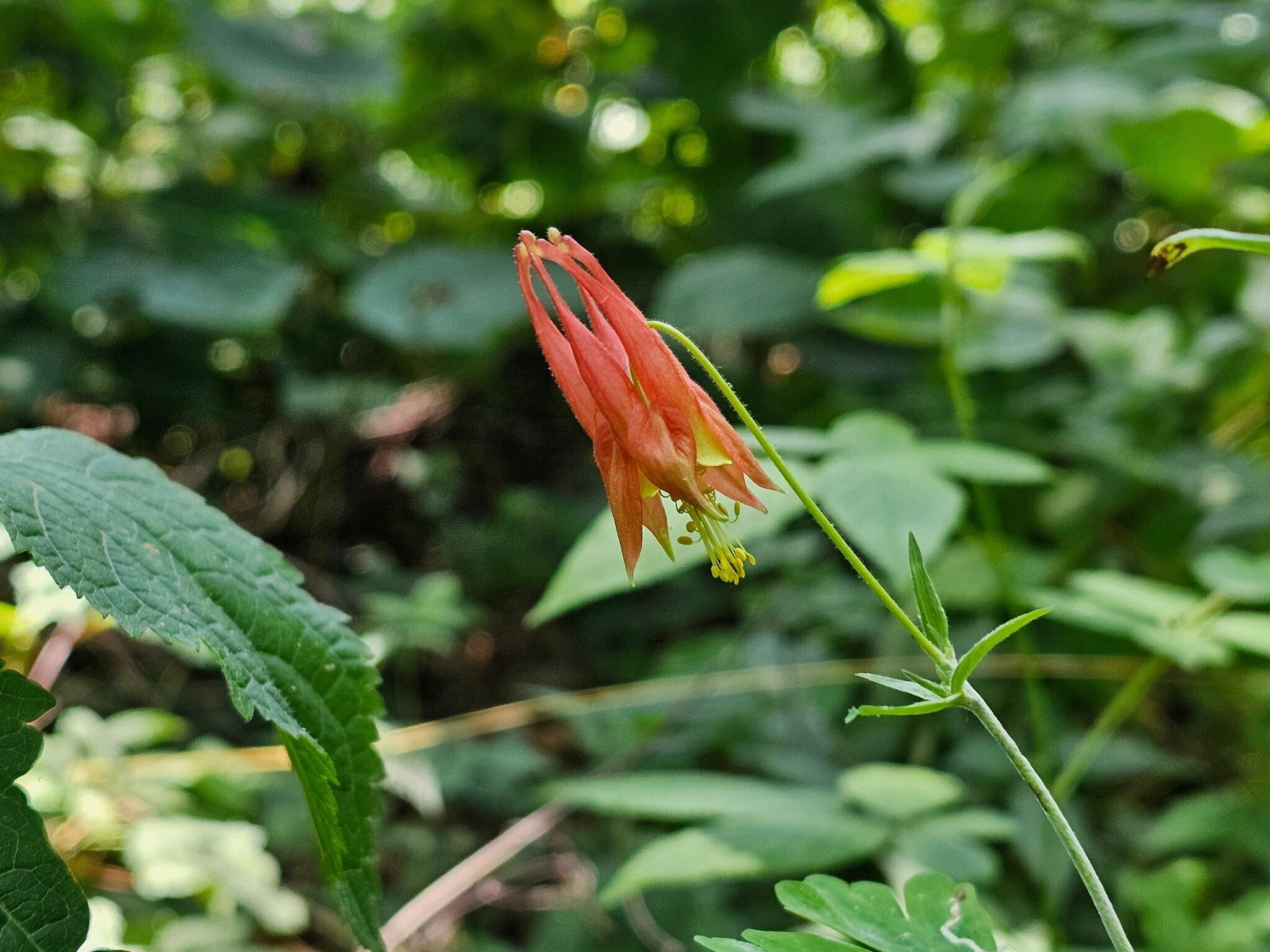 This Wild Columbine has such a unique and beautiful bloom. Another loner today.