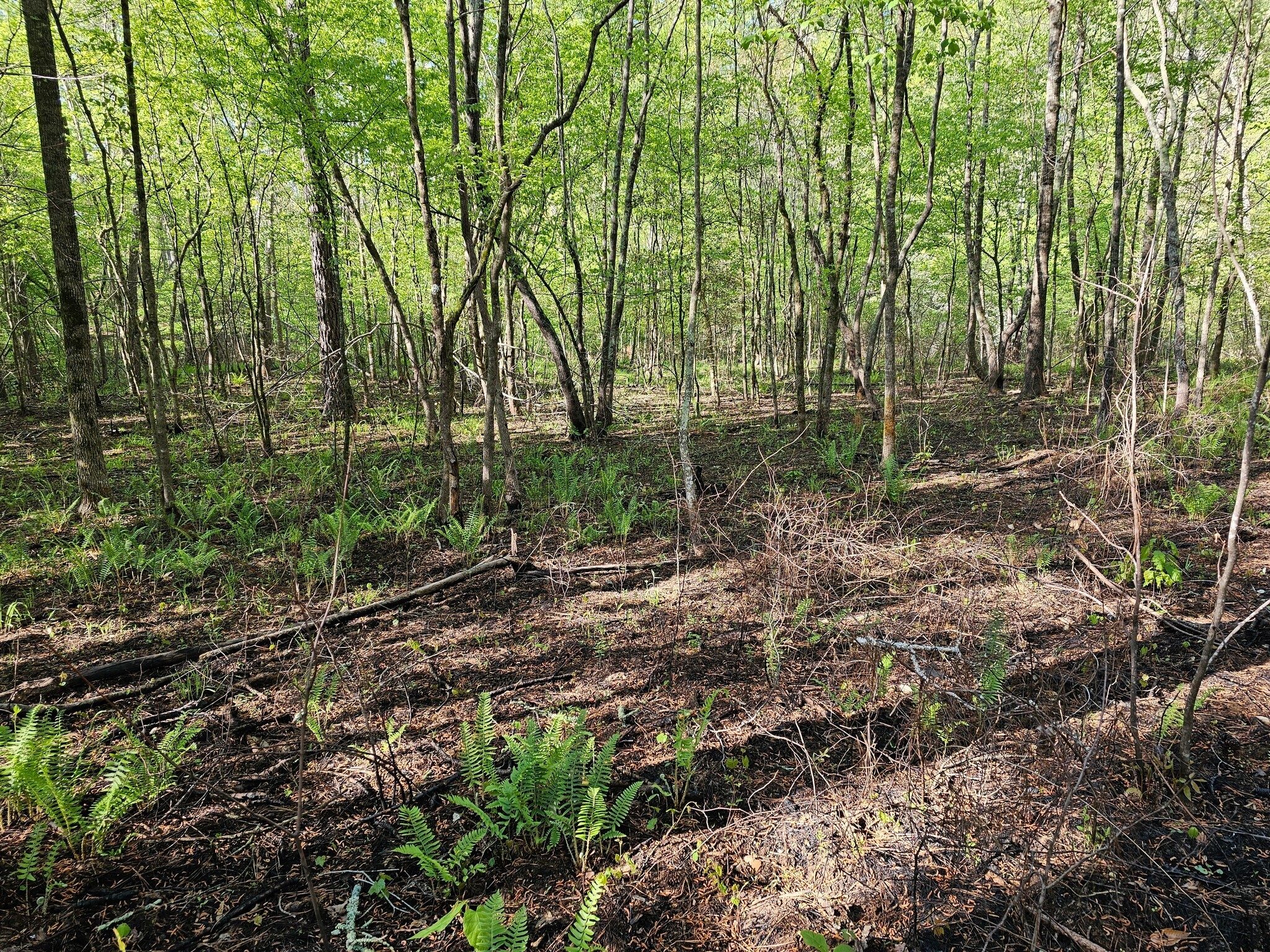Passing through the controlled burn area early in the hike.