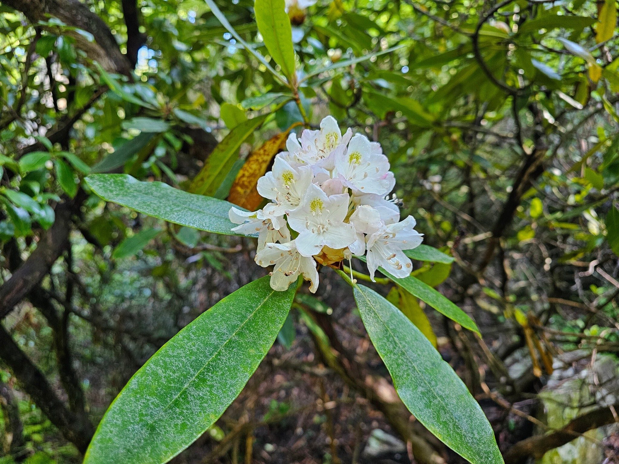 Surprise!  A few Rhododendron were still in bloom along the trail.