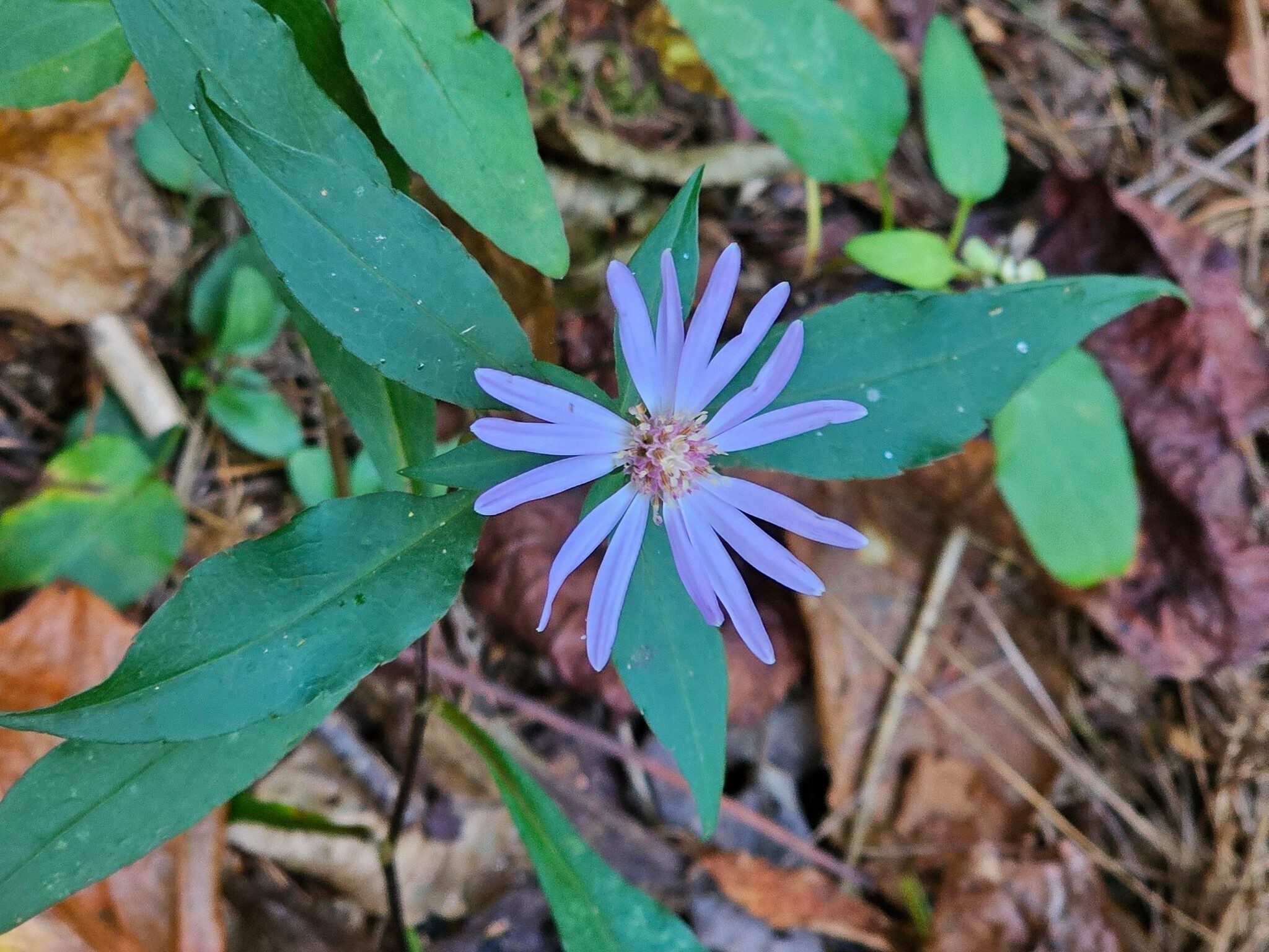 Beautiful!  Could this be Georgia aster (Symphyotrichum georgianum)???  Reportedly "a rare species of flowering plant in the Asteraceae, the aster family."