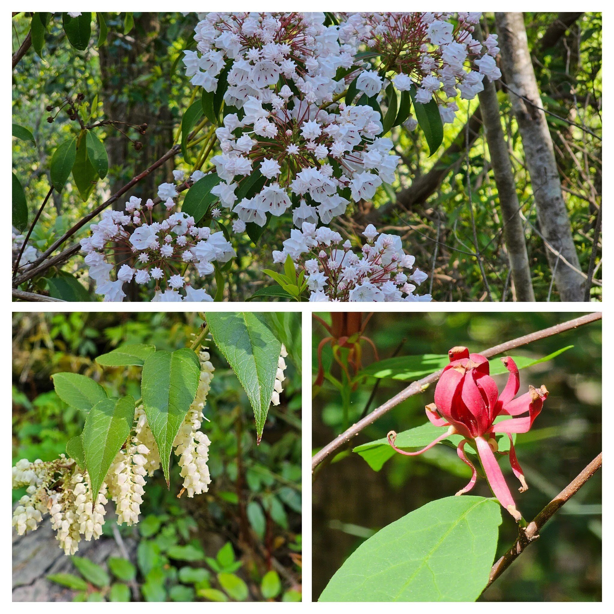 Blooming shrubs too: From top: Mountain Laurel, Sweet Shrub & Leucothoe/Dog-hobble