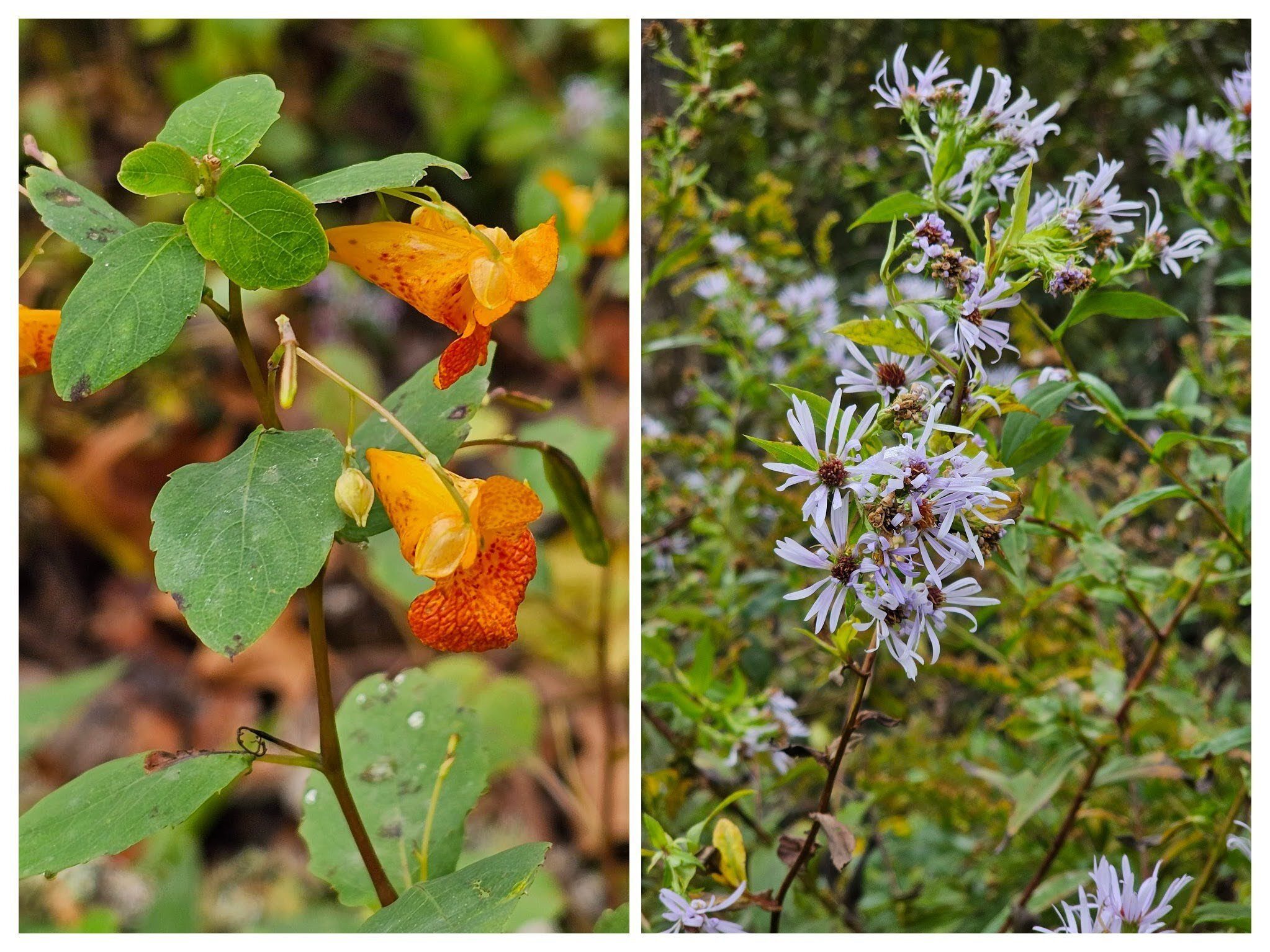 Nice to see some wildflowers: Left- Orange Balsam or Jewelweed; Right-Blue Wood Aster.