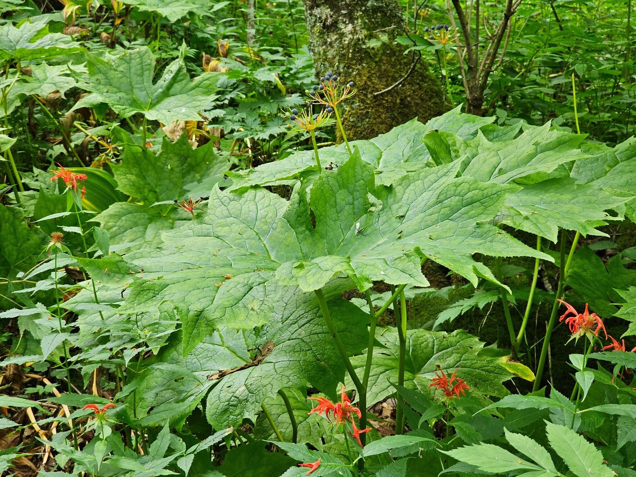Some very large fruiting Umbrella Leaf among the Beebalm.
