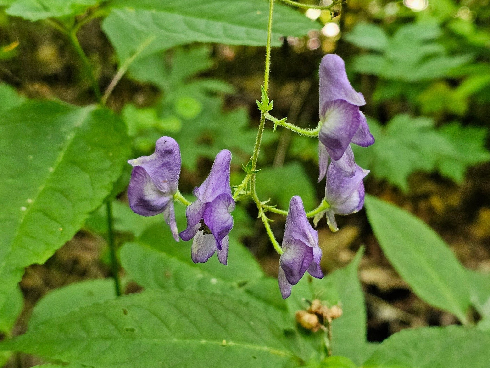 Kim's keen eye saw this Southern Blue Monkshood.