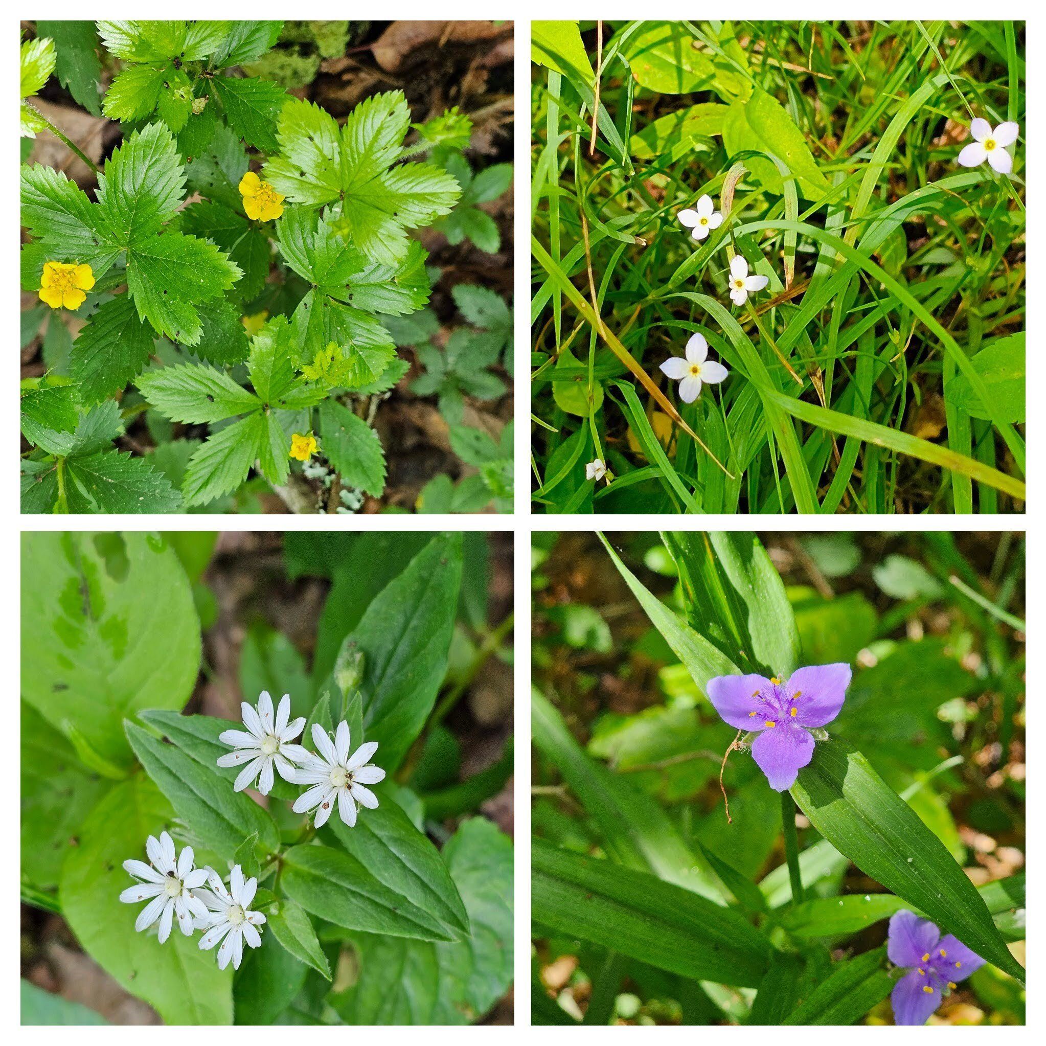 A few of the wildflowers seen (from 10 O'clock): Bristly Buttercup; Bluet; Spiderwort; Star Chickweed.