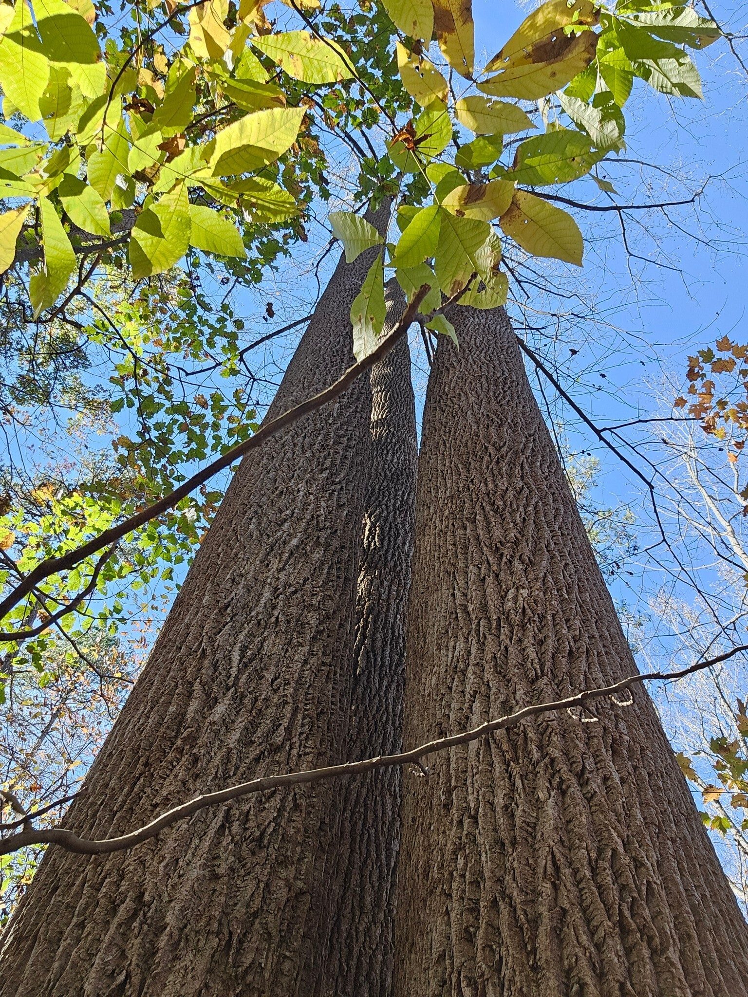 A large triple trunk tree.  Perhaps a Pignut Hickory???