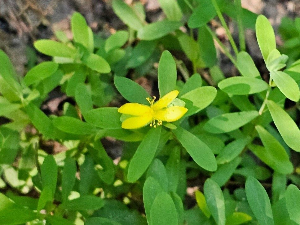A sole Saint Andrew's Cross plant in bloom today.