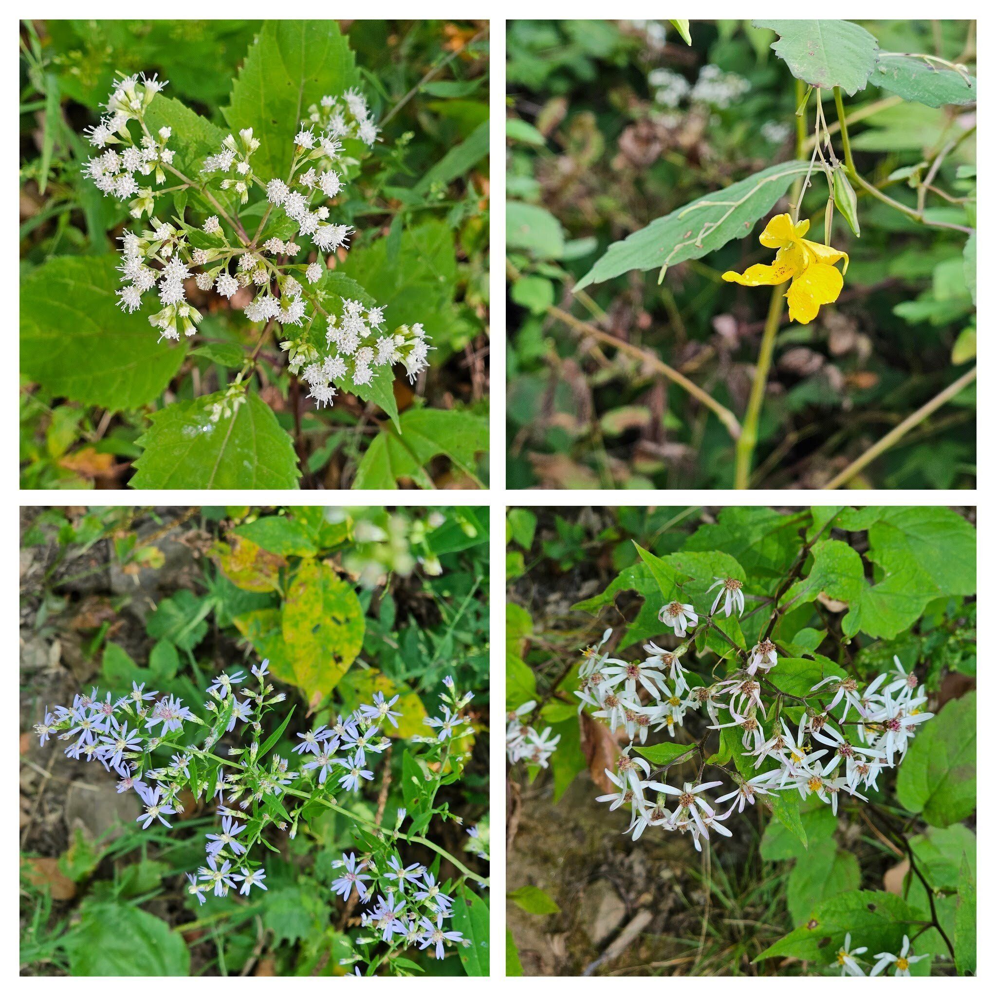 Just a sampling of the few late-season wildflowers  along our trail up Wesser Bald.