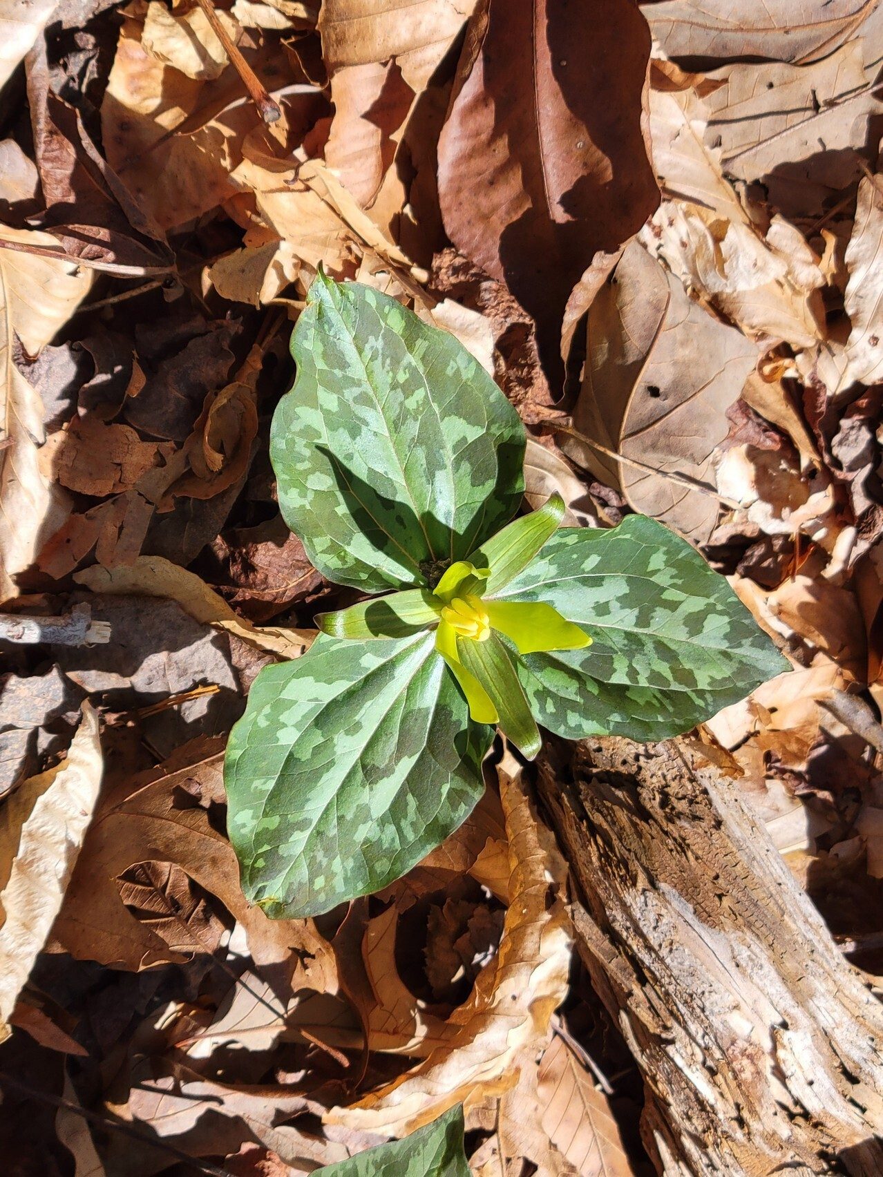 A some Yellow Toadshade Trillium, too.
