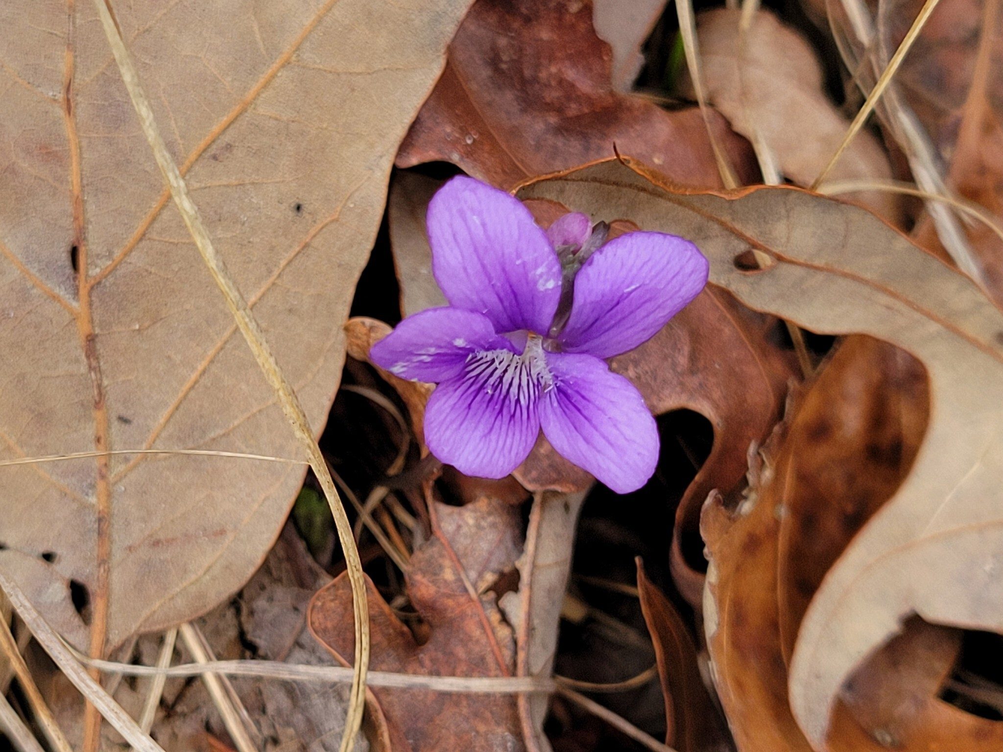 Hey!  First wildflower seen today and this Spring.