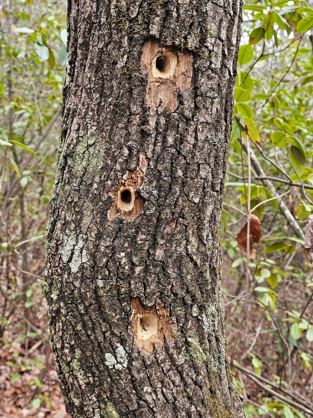 Now this is some serious woodpecking!