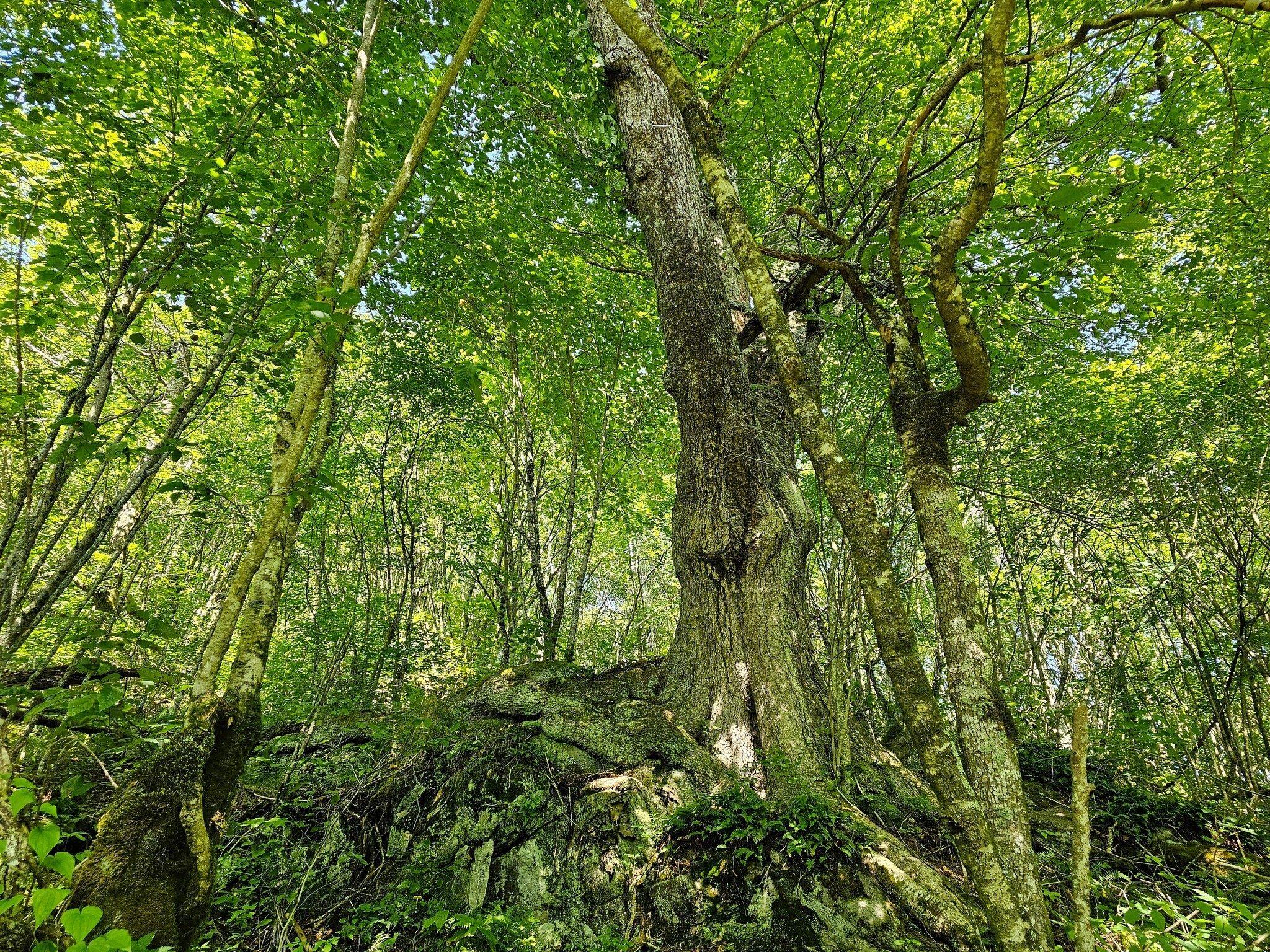 A  tree and gnarly root system along our trail.