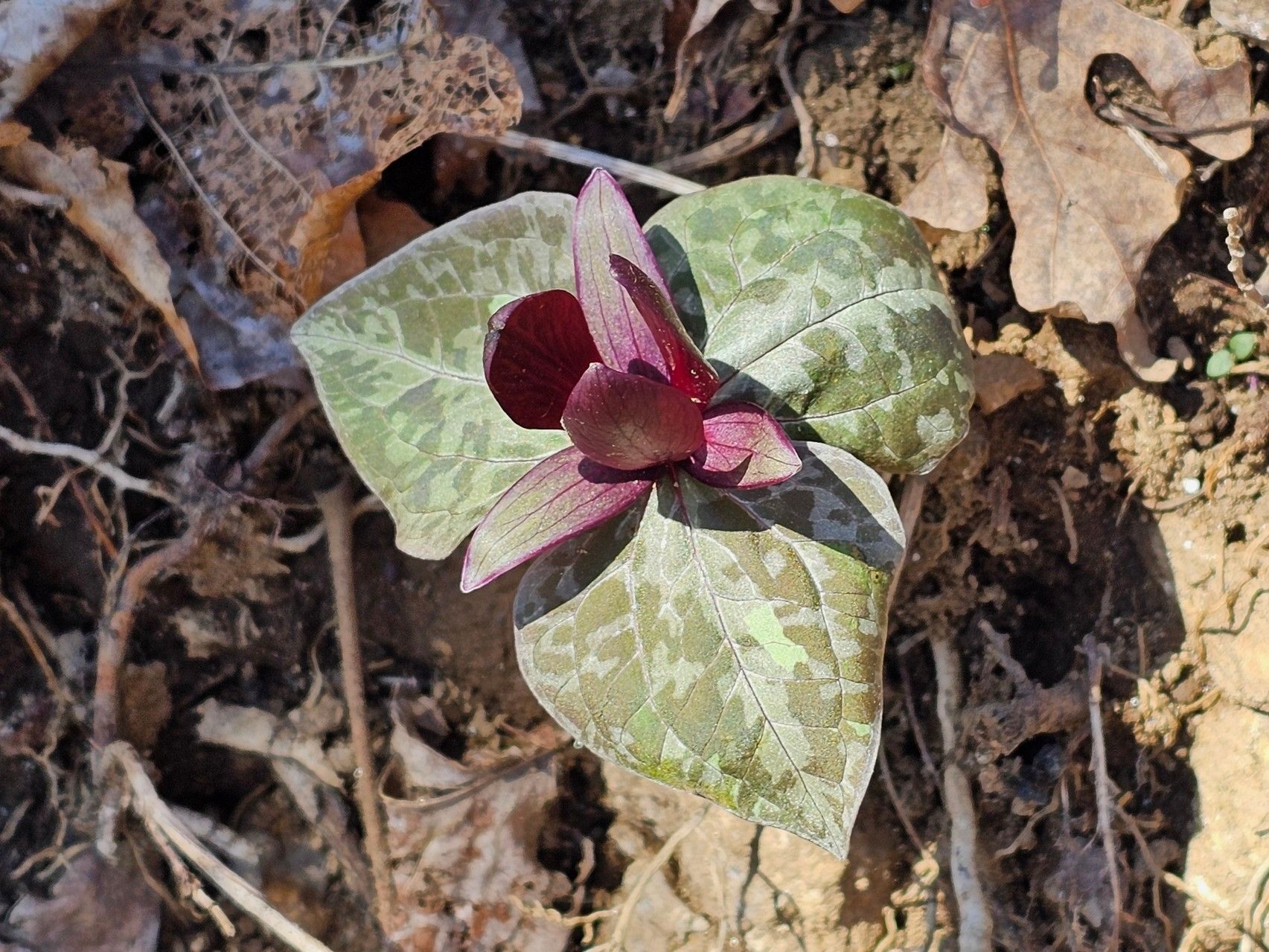 Plus some unusually small Red Toadshade Trillium.