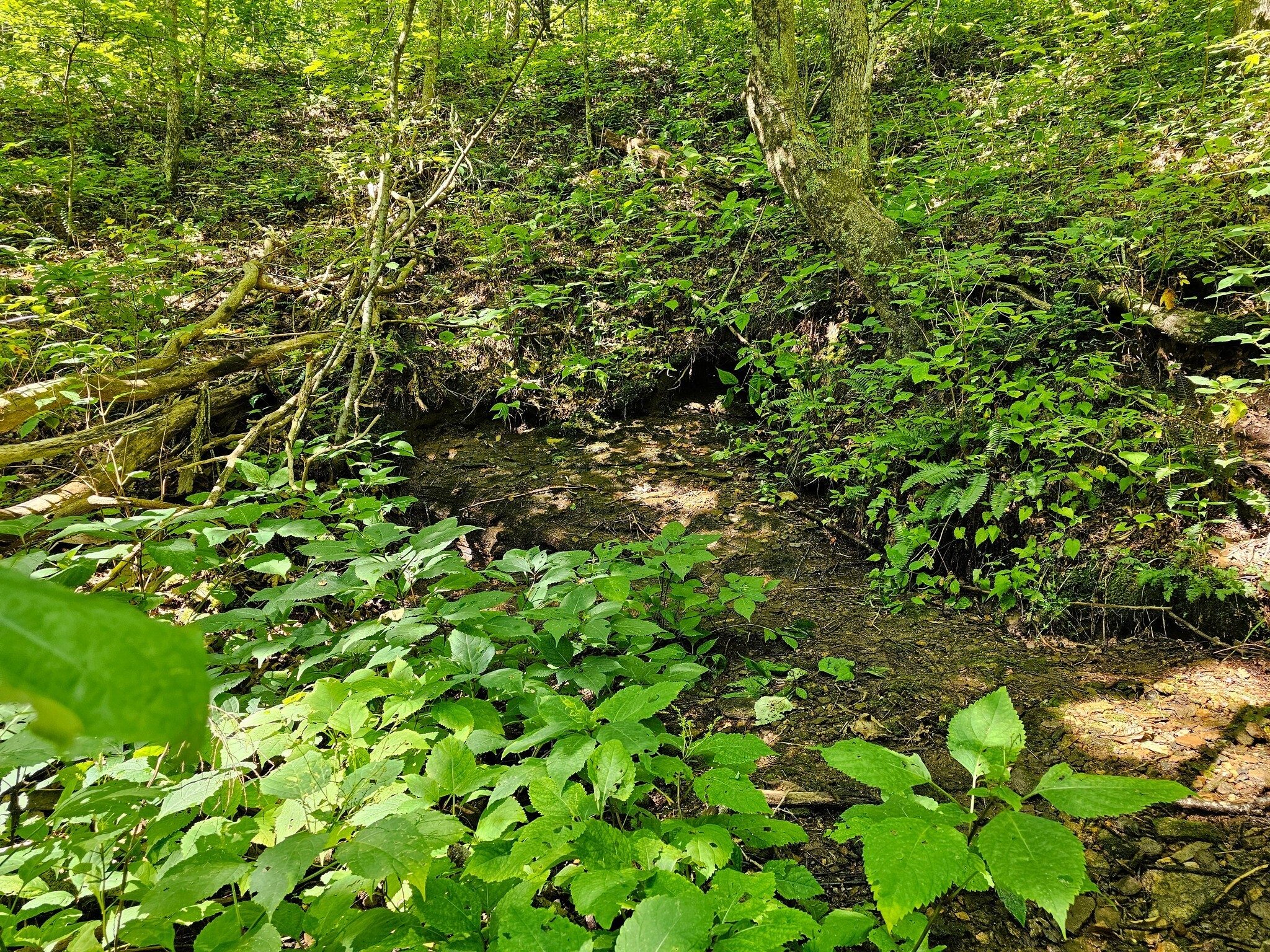 The headwaters of the Chattahoochee River.  Just a wet spot in the hill.
