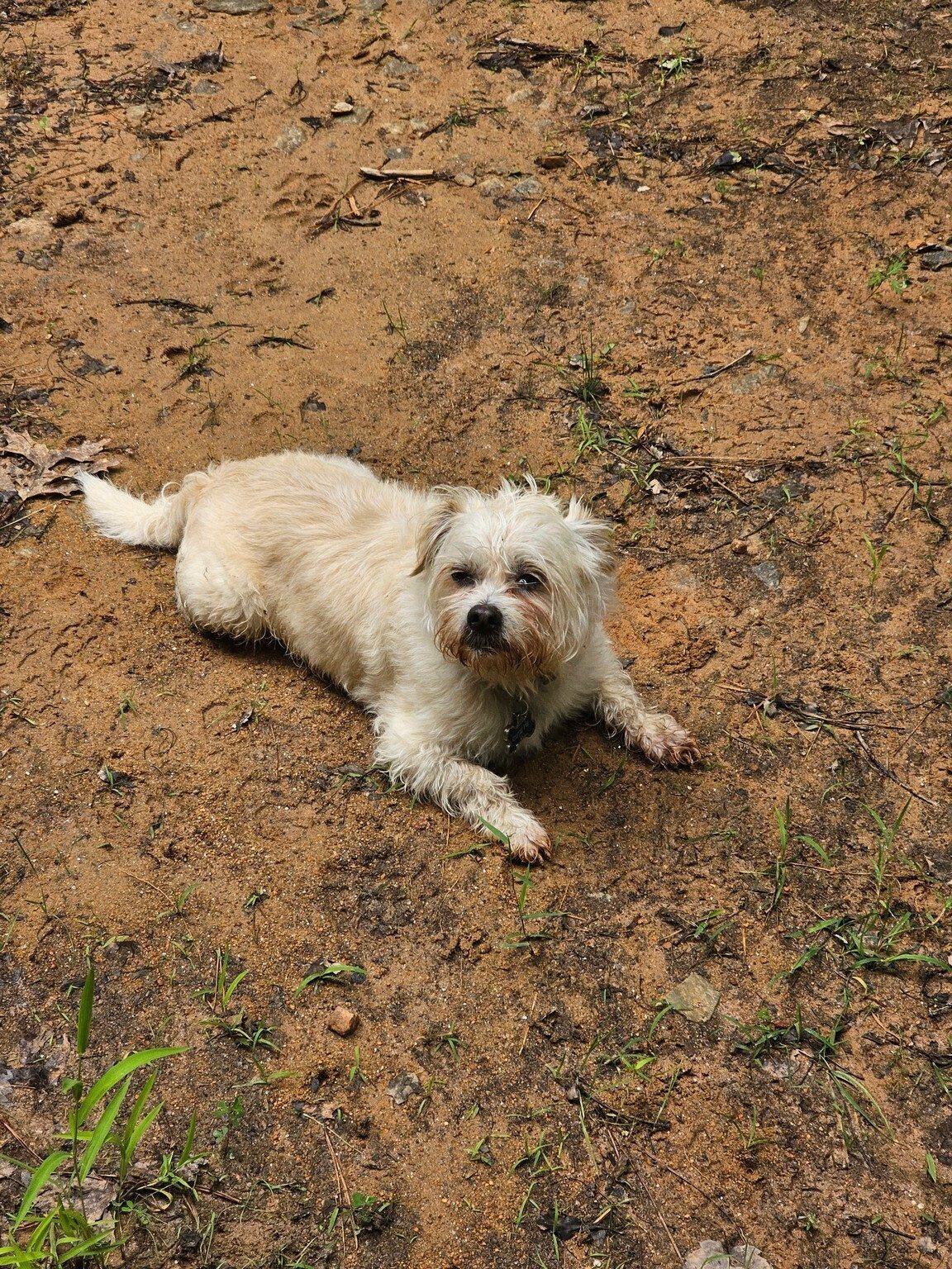 It looks like Cutie Pie as well as Squirt and Toby got their paws a bit muddy today.