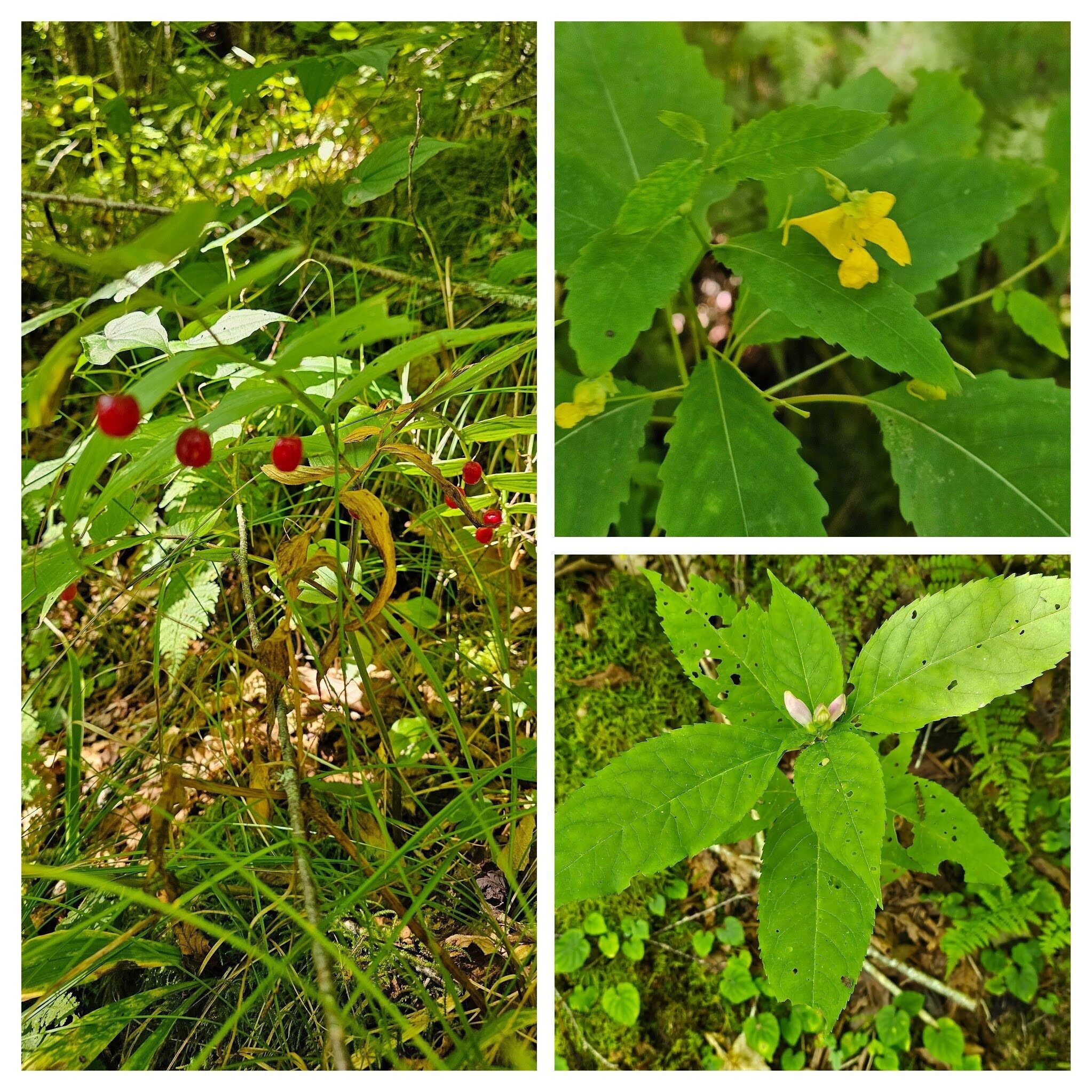Bits of color here and there: (Left) Solomon Seal  berries; (UR) Jewel weed; (LR) White Turtlehead bud about to open.
