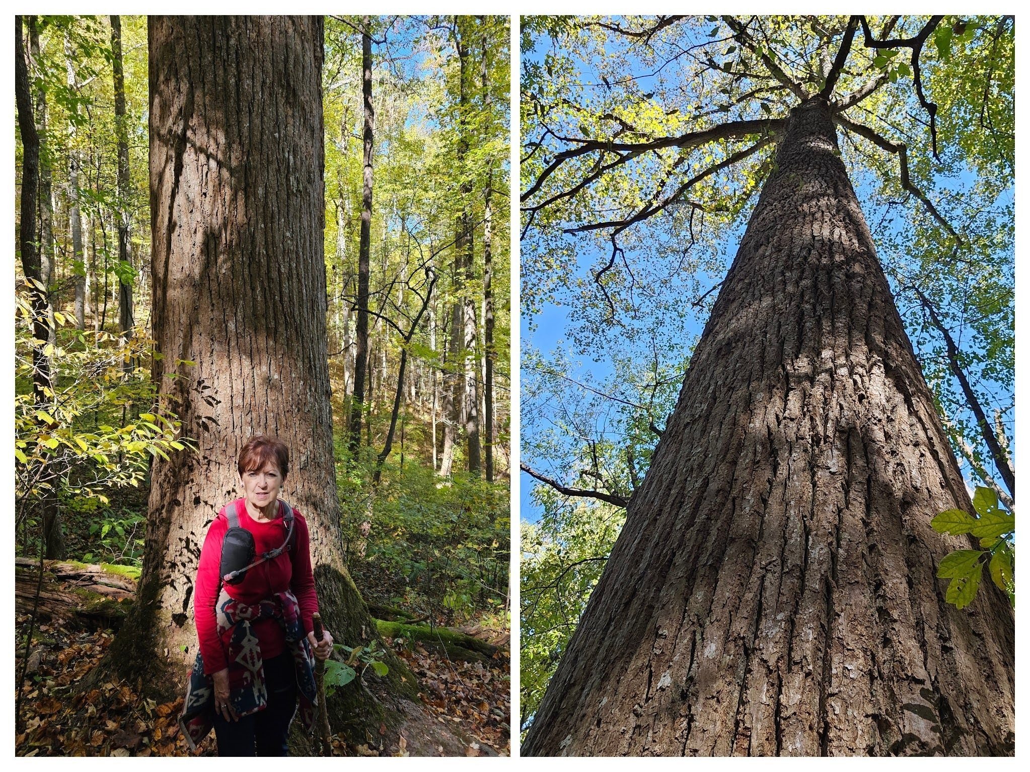 This large Poplar?? toward the end of our hike caught our attention.  A little tired Jenny?