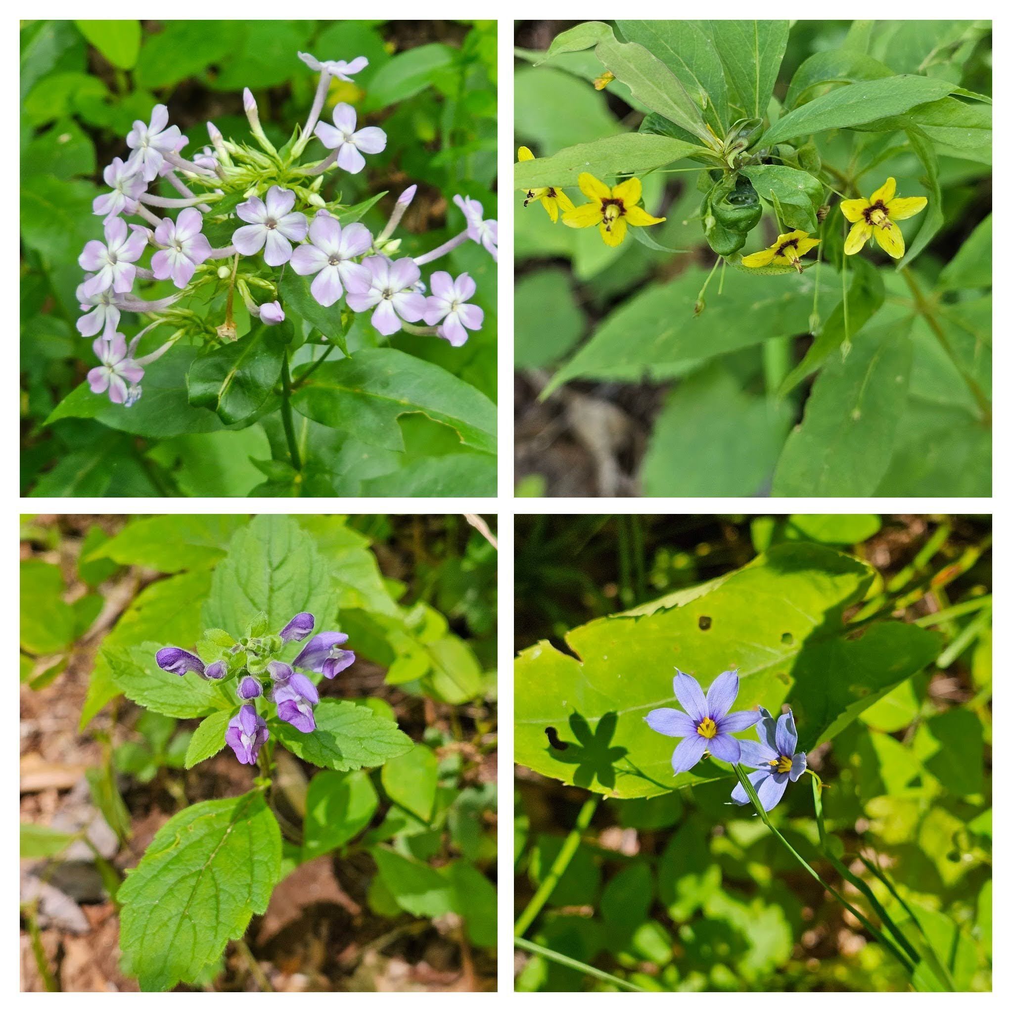 Just a few more wildflowers seen on the way back.