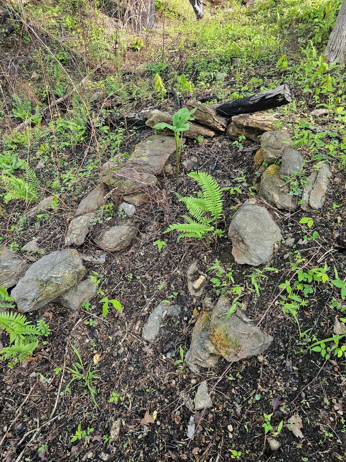 Remnants of an old still.  Imagine that!