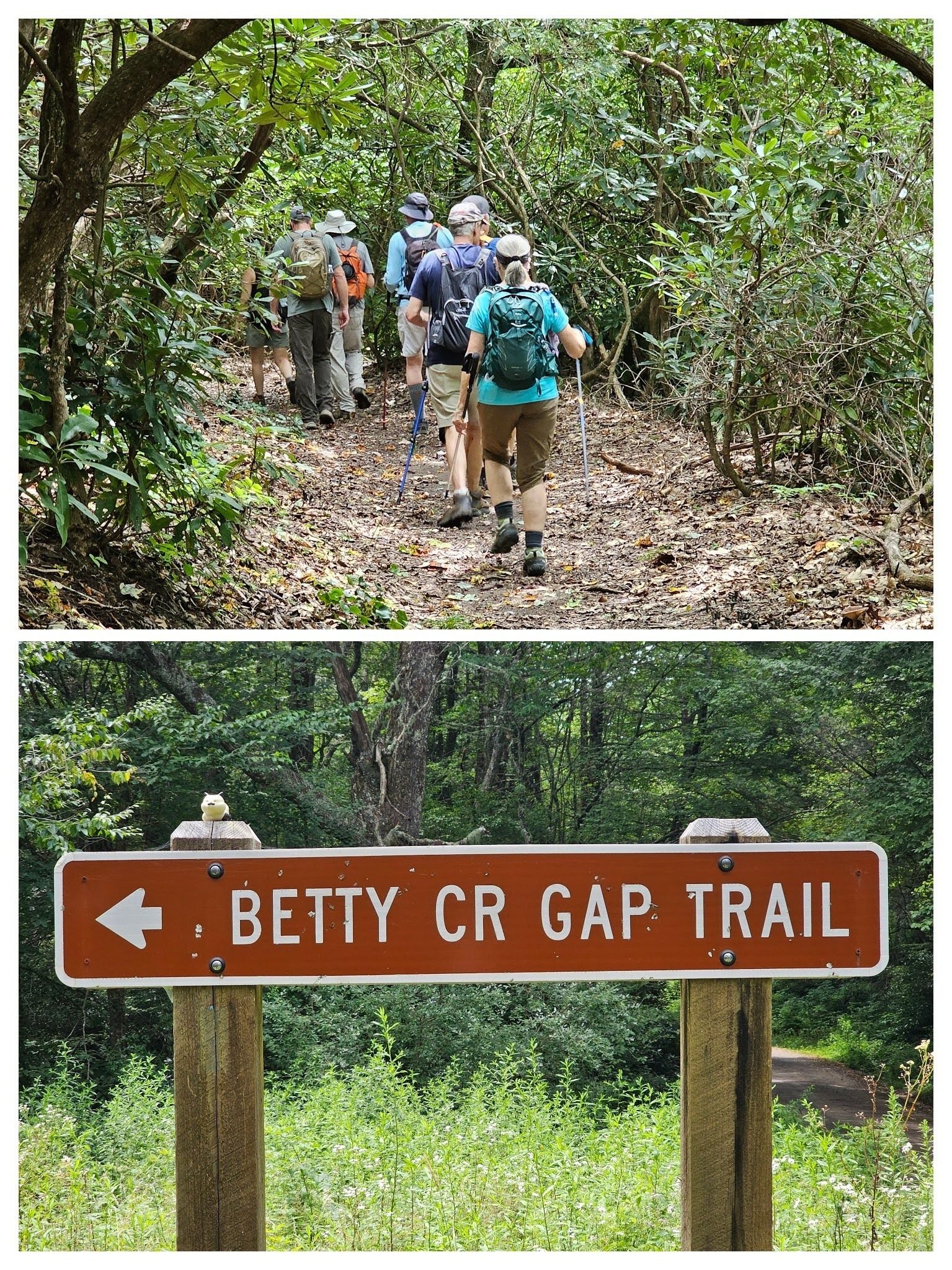 Just a short section of Betty Creek Gap Trail on our way back.  Nice to be back on an established trail.