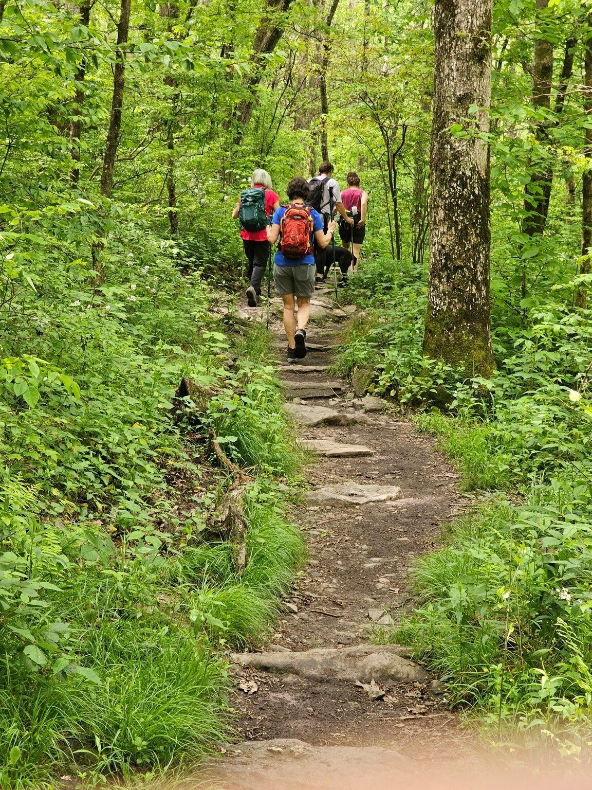 Headed up the approach trail to Springer Mountain.