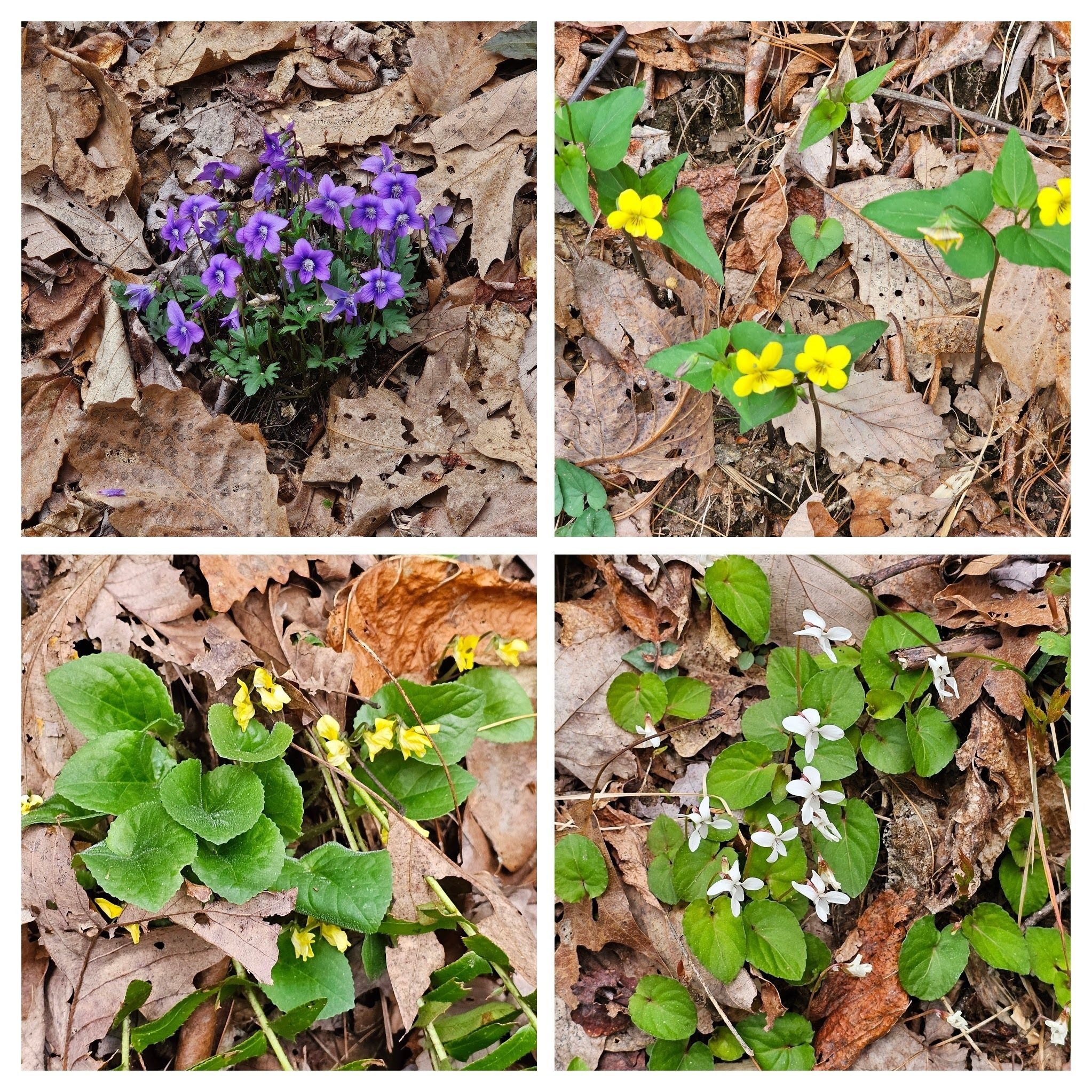 A violet type of day.  From 10 o'clock, clockwise: Palmate-leaved violet, Halberd-leaved violet, Woodland-white violet & Roundleaf yellow violet