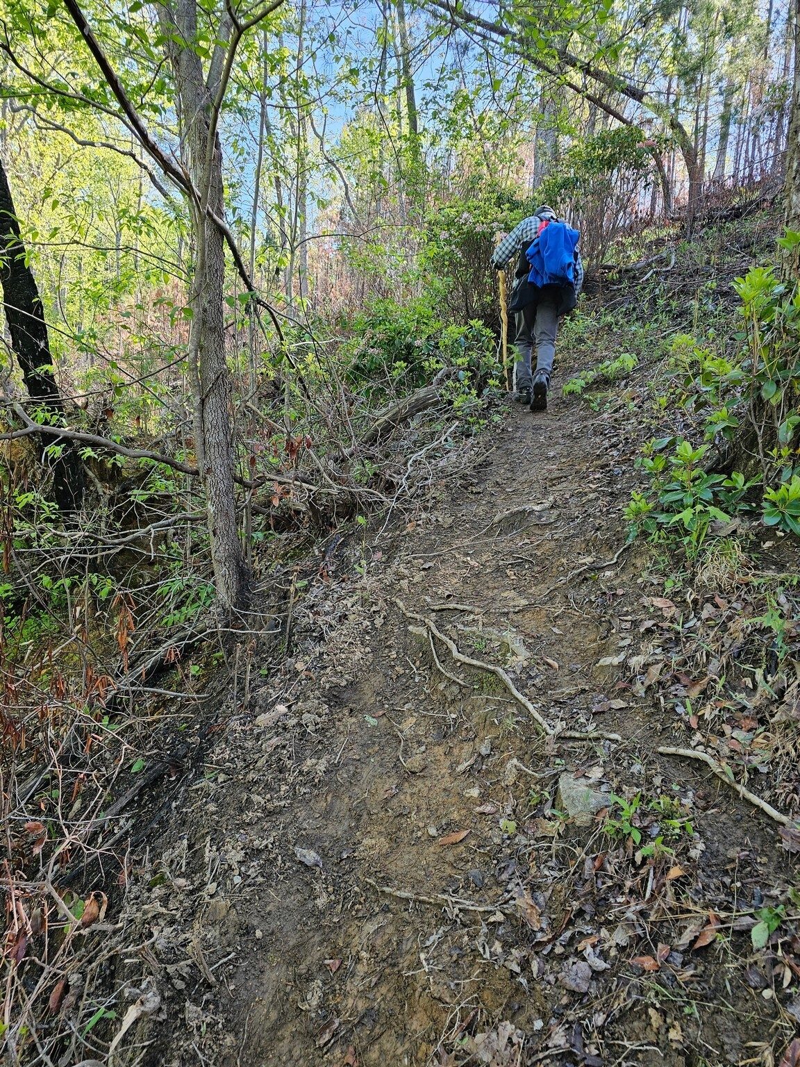 Jack headed up a short hill.  Nice trail.
