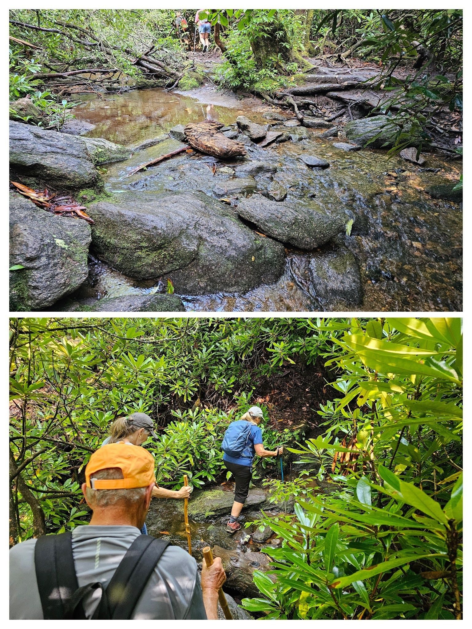 This trail zig-zagged across this same branch several times.  These are two of the larger crossings, none requiring one to get their feet wet.