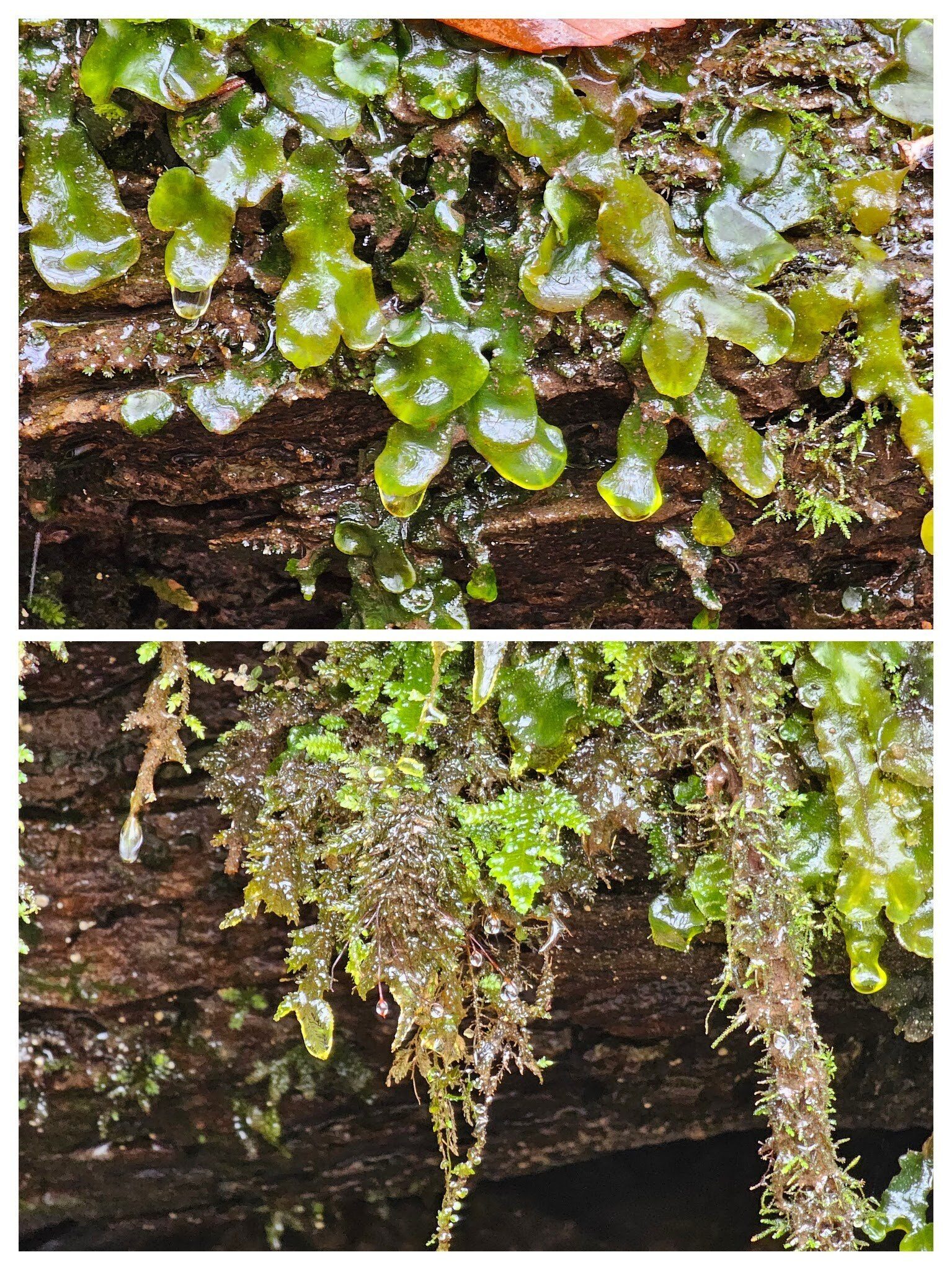 Scott spotted these interesting plants overhanging a hillside drainage feature.  Top: Liverword; Bottom: Creeping Fingerwort.