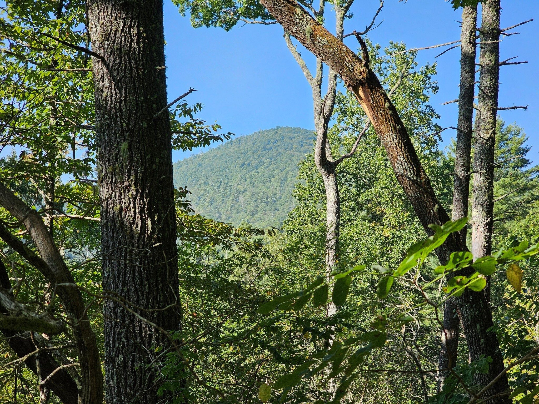 Just a peek or tease of the surrounding mountains through the canopy