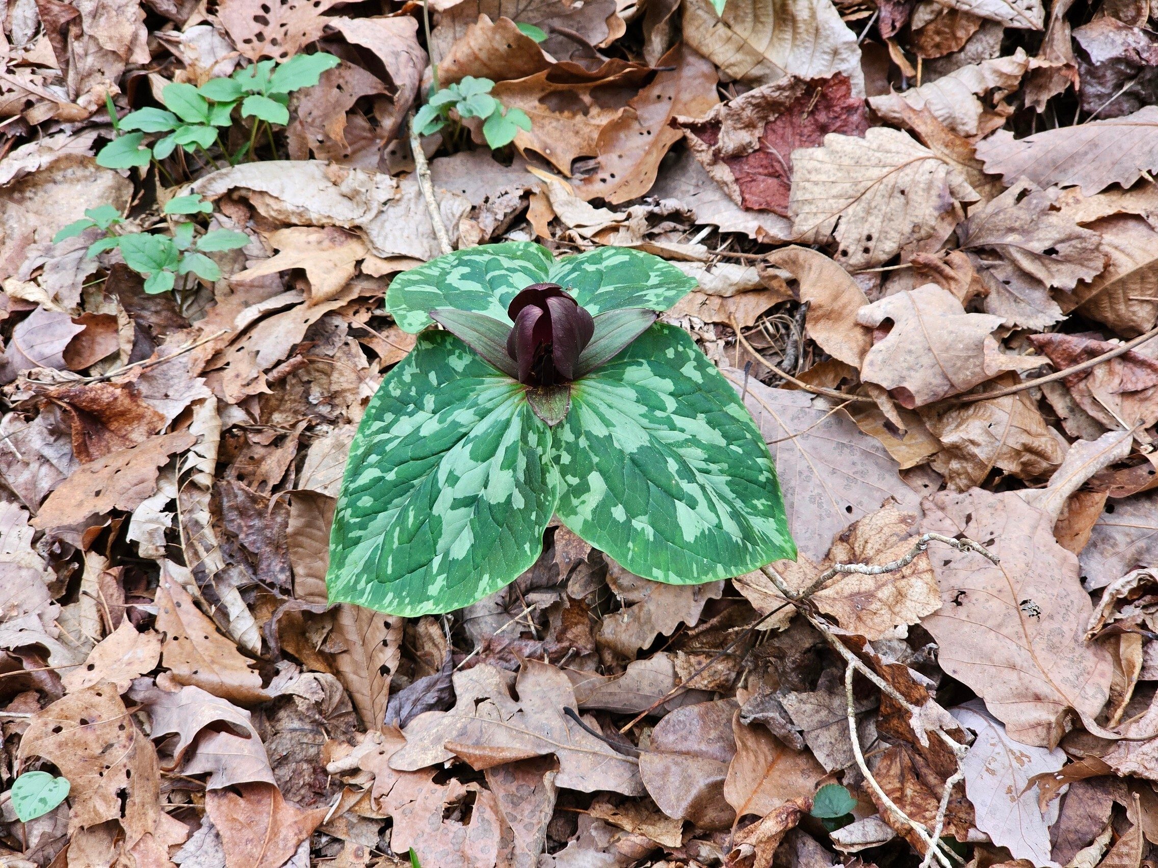 Some Red Toadshade Trillium, too.