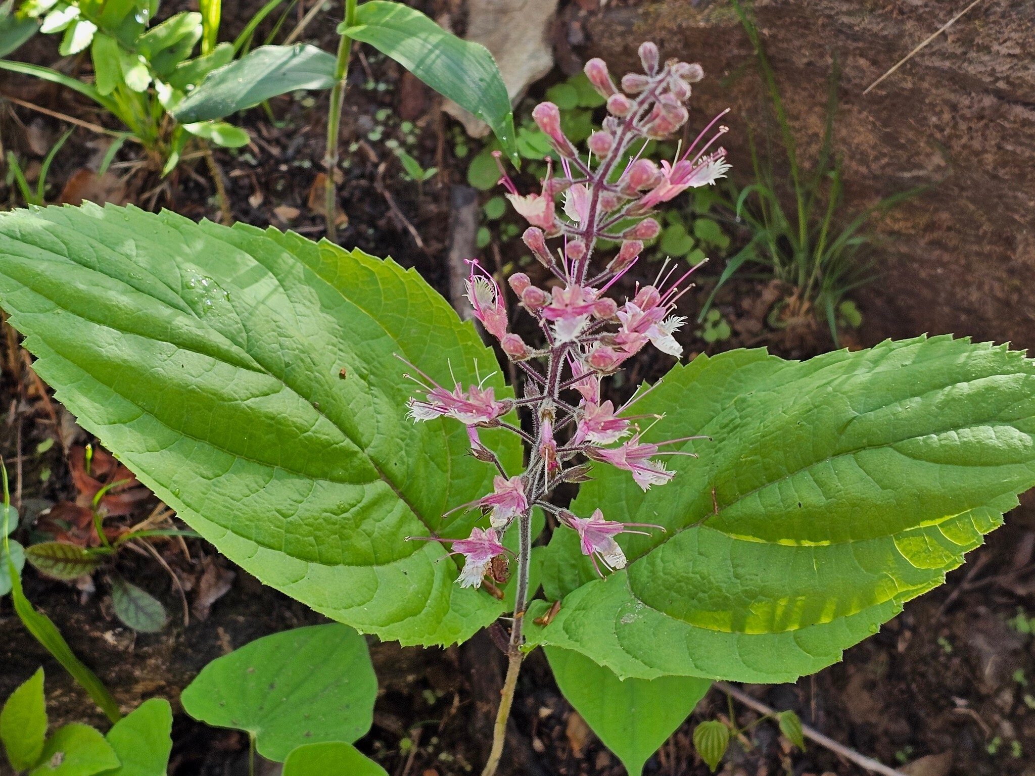 Stoneroot.  A first time sighting for many of us.