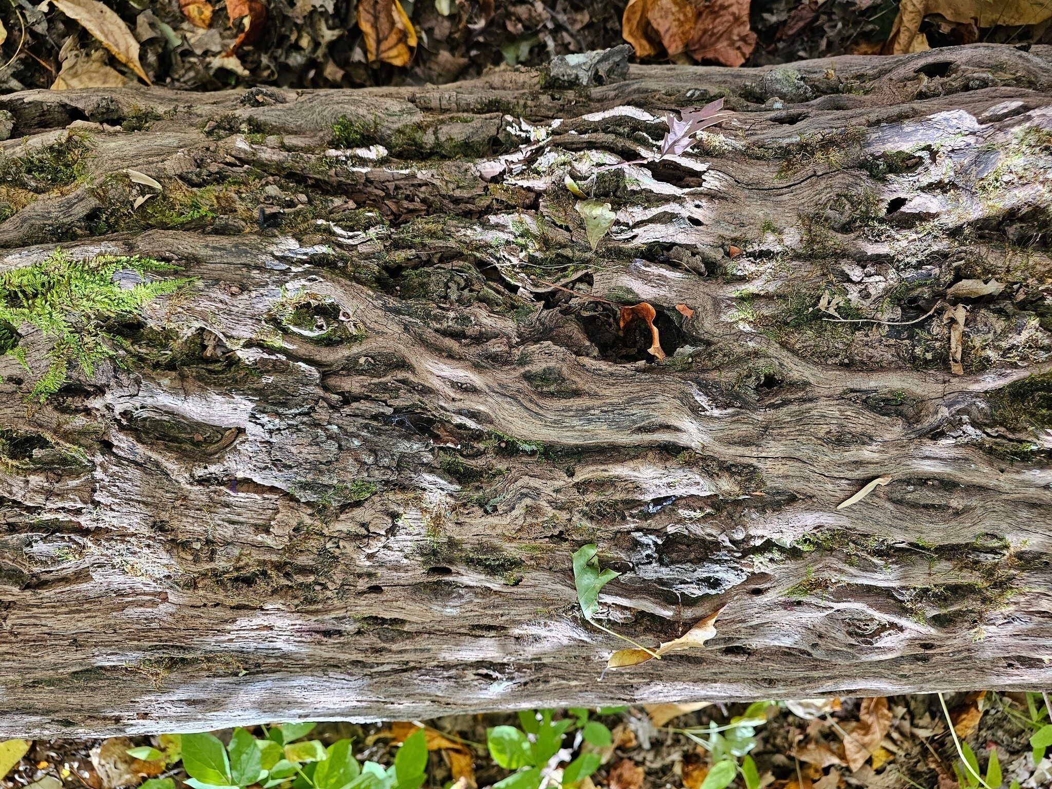 We found the grain pattern of this old log we were sitting on quite curious.