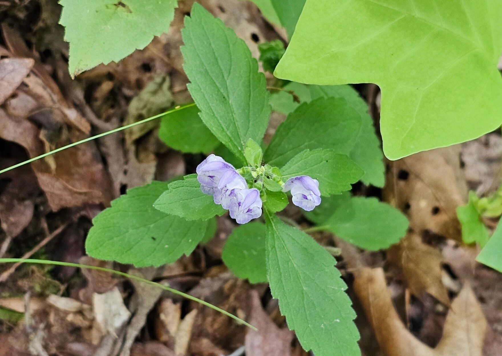 Perhaps a Skullcap of some form???