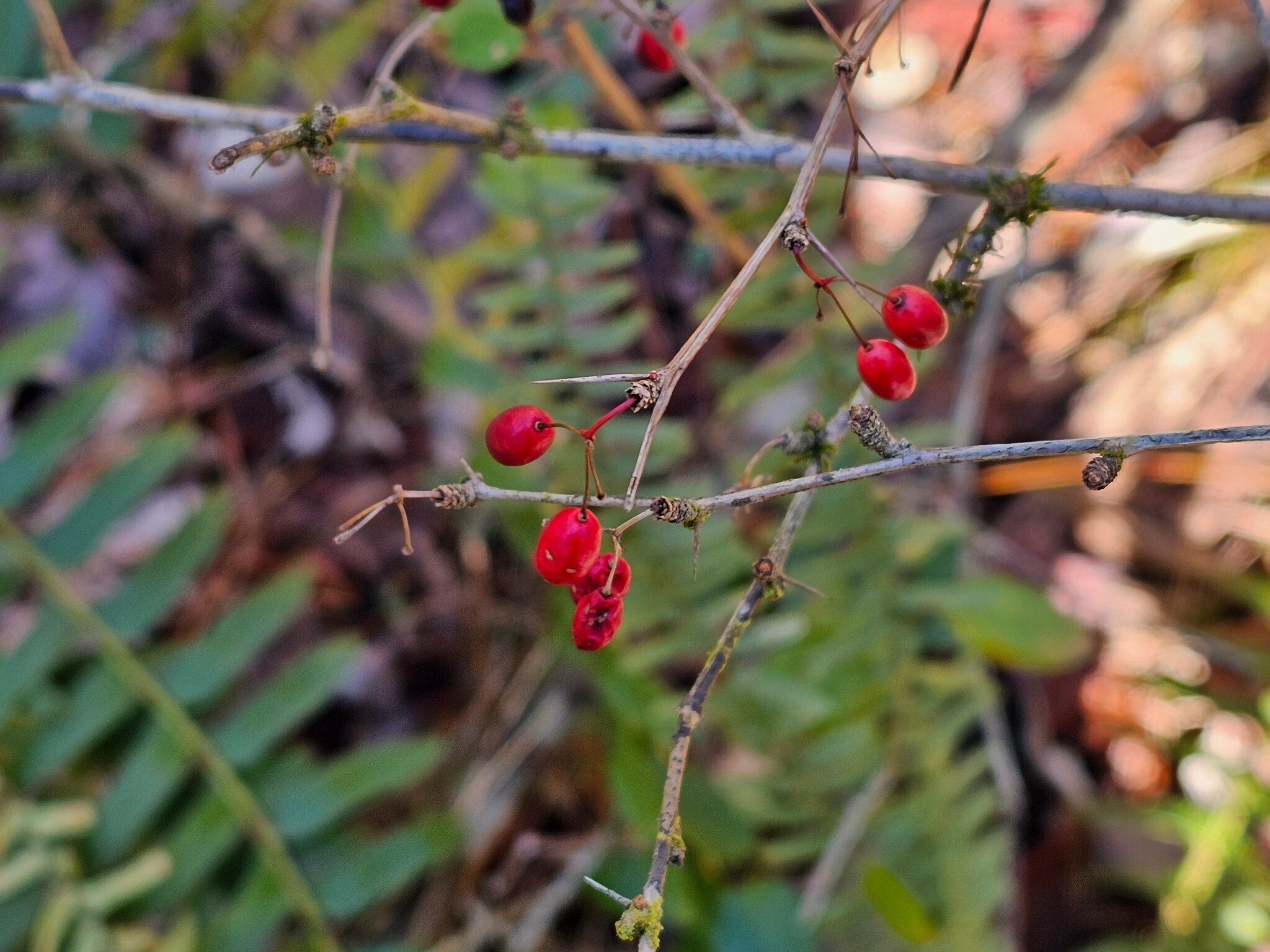 Perhaps a barberry of some sort.  John Cape spotted this only example.