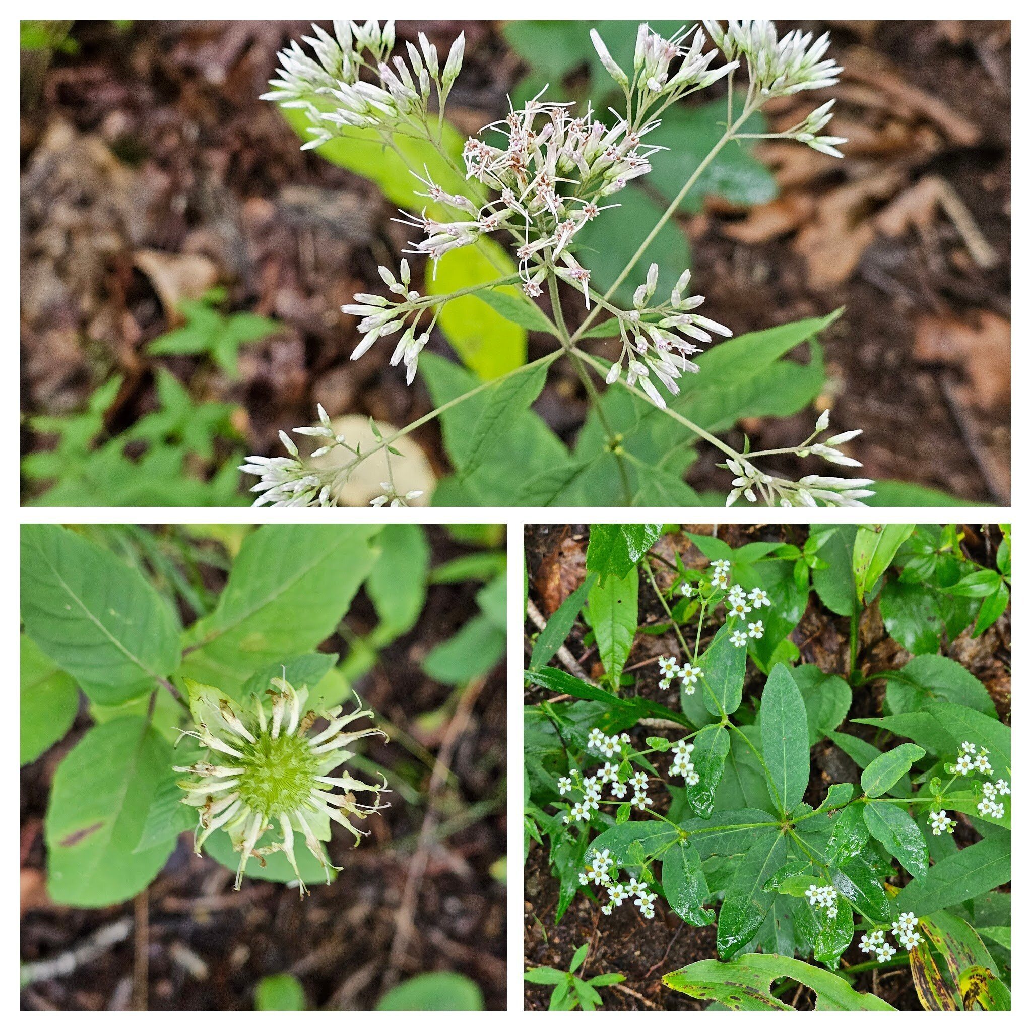 But , there were a few white wildflowers to see along that side trail.