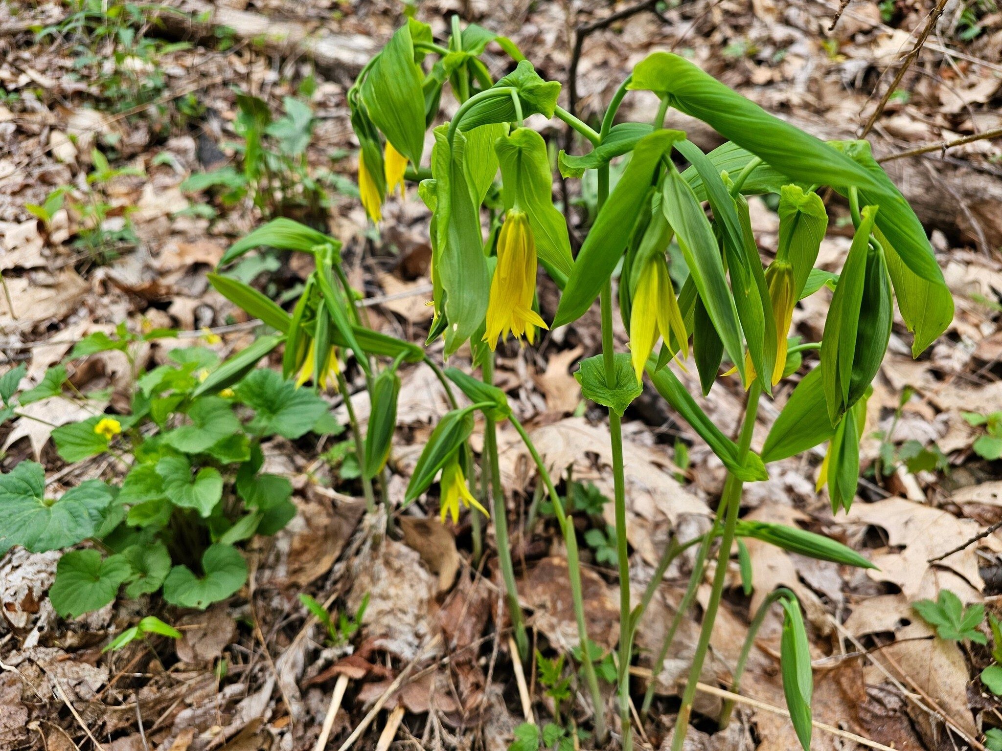 We even saw a few clusters of Bellwort today.