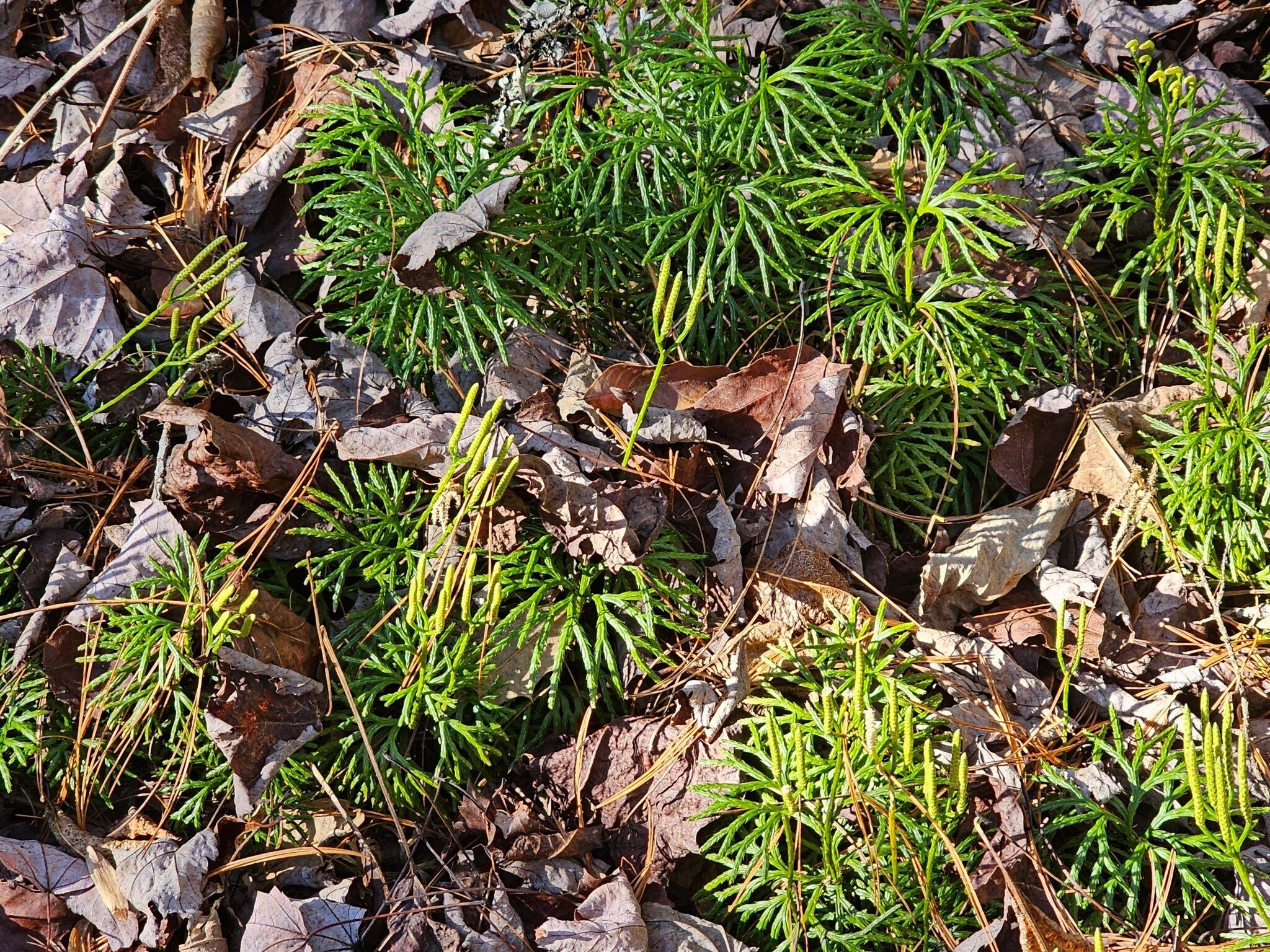 There was a very large patch of this Club Moss on the final leg of our hike.  However, many southerners like to call it "Ground Cedar" even though it is not even related to cedars.