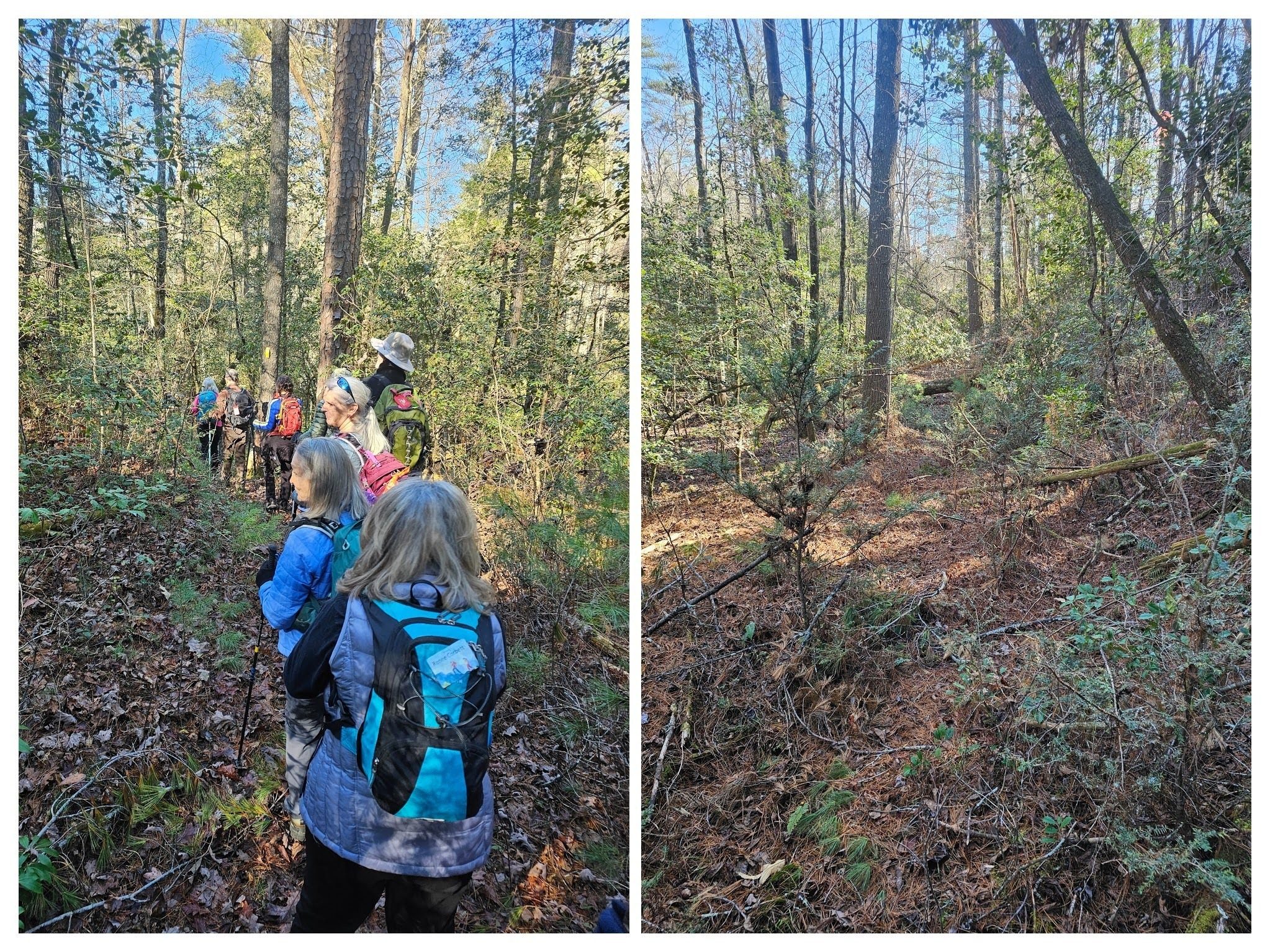 This short section of trail joined the Willis Knob Horse Trail with the return loop of the Bartram Trail and required a bit of bushwhacking.