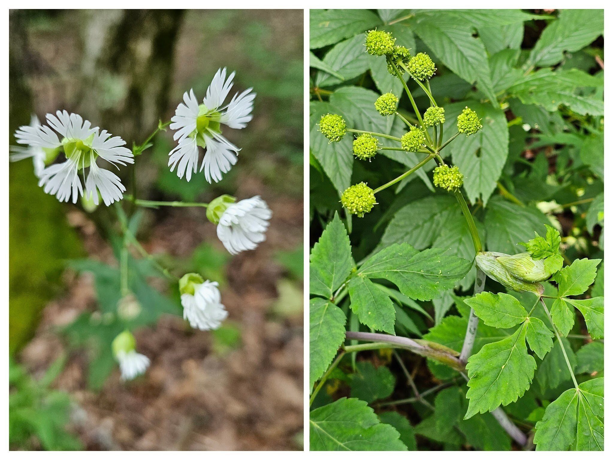 The endangered Starry campion (L) and Filmy angelica (R) seen along the Pickens Nose Trail.