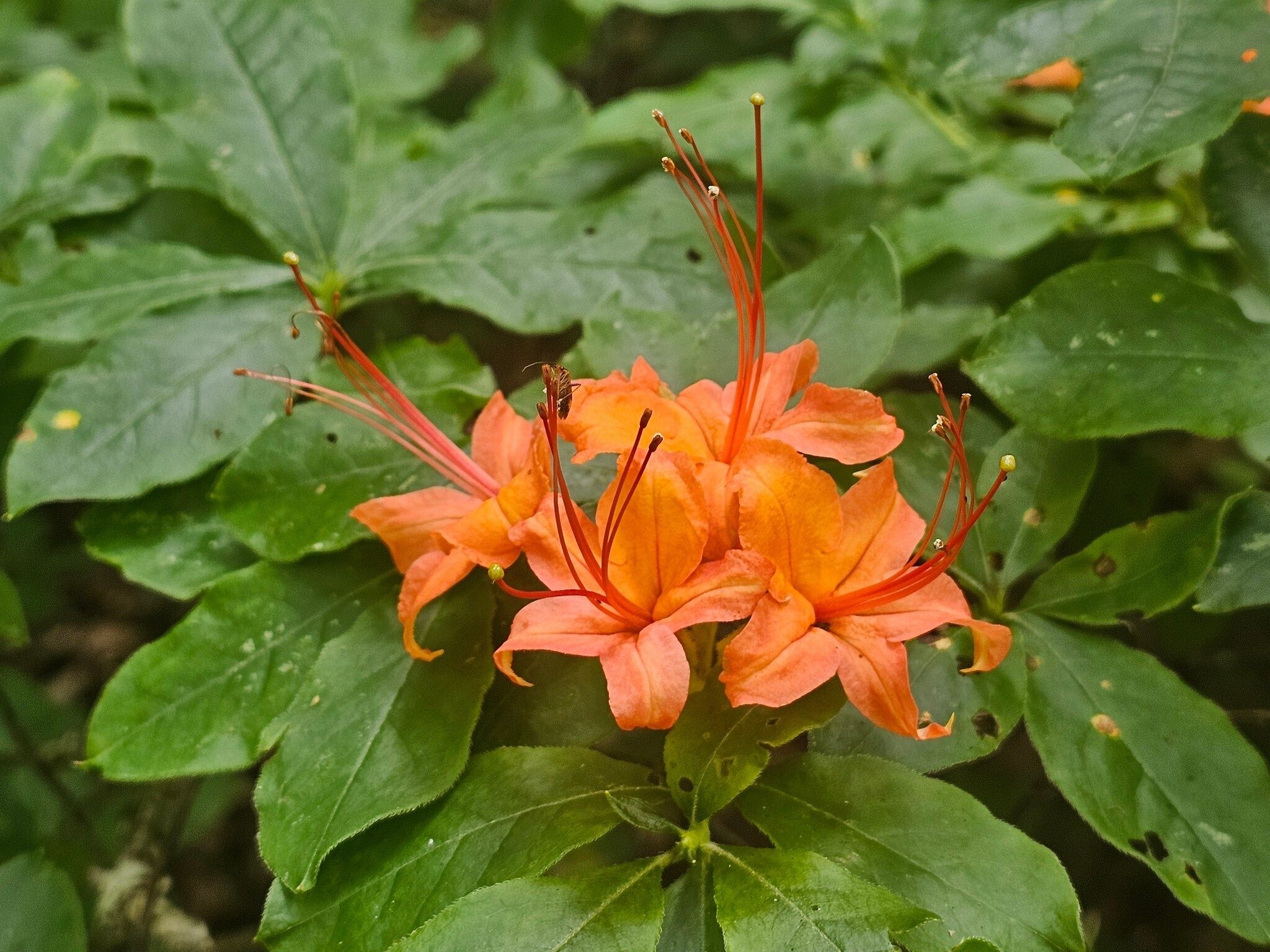 Hard to believe there were a few Flame Azalea still in bloom.