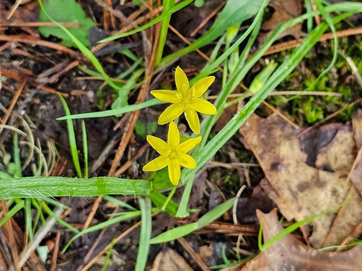 A few Yellow Star Grass, too.