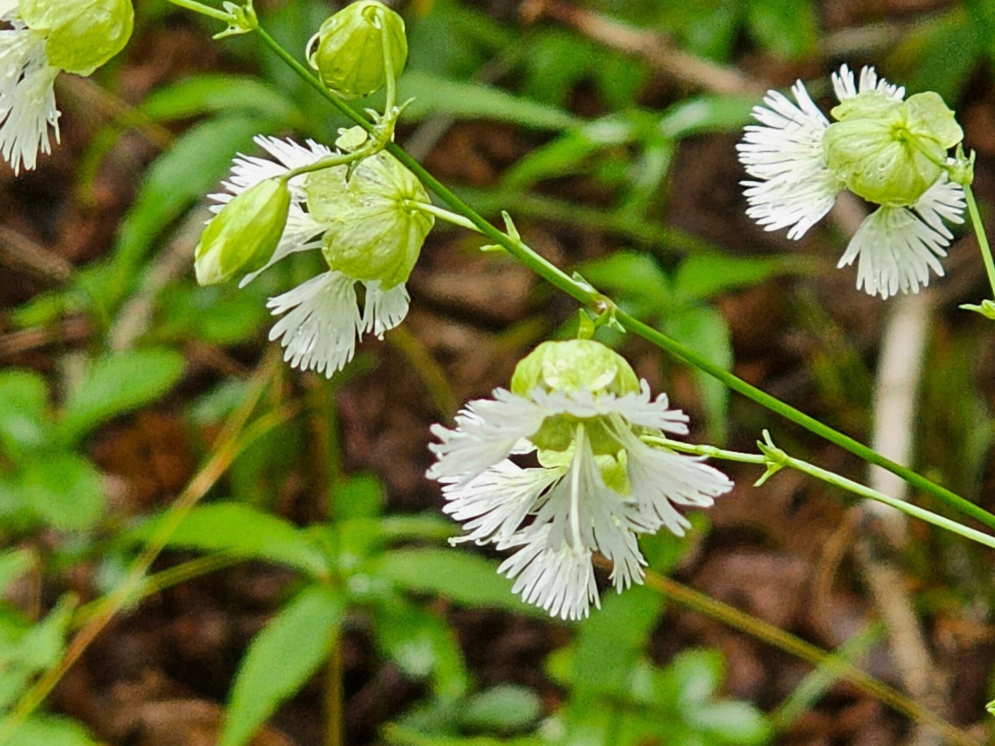 We found this Starry Campion on our way to Lookout #3.  It is an endangered species in several states including Georgia.