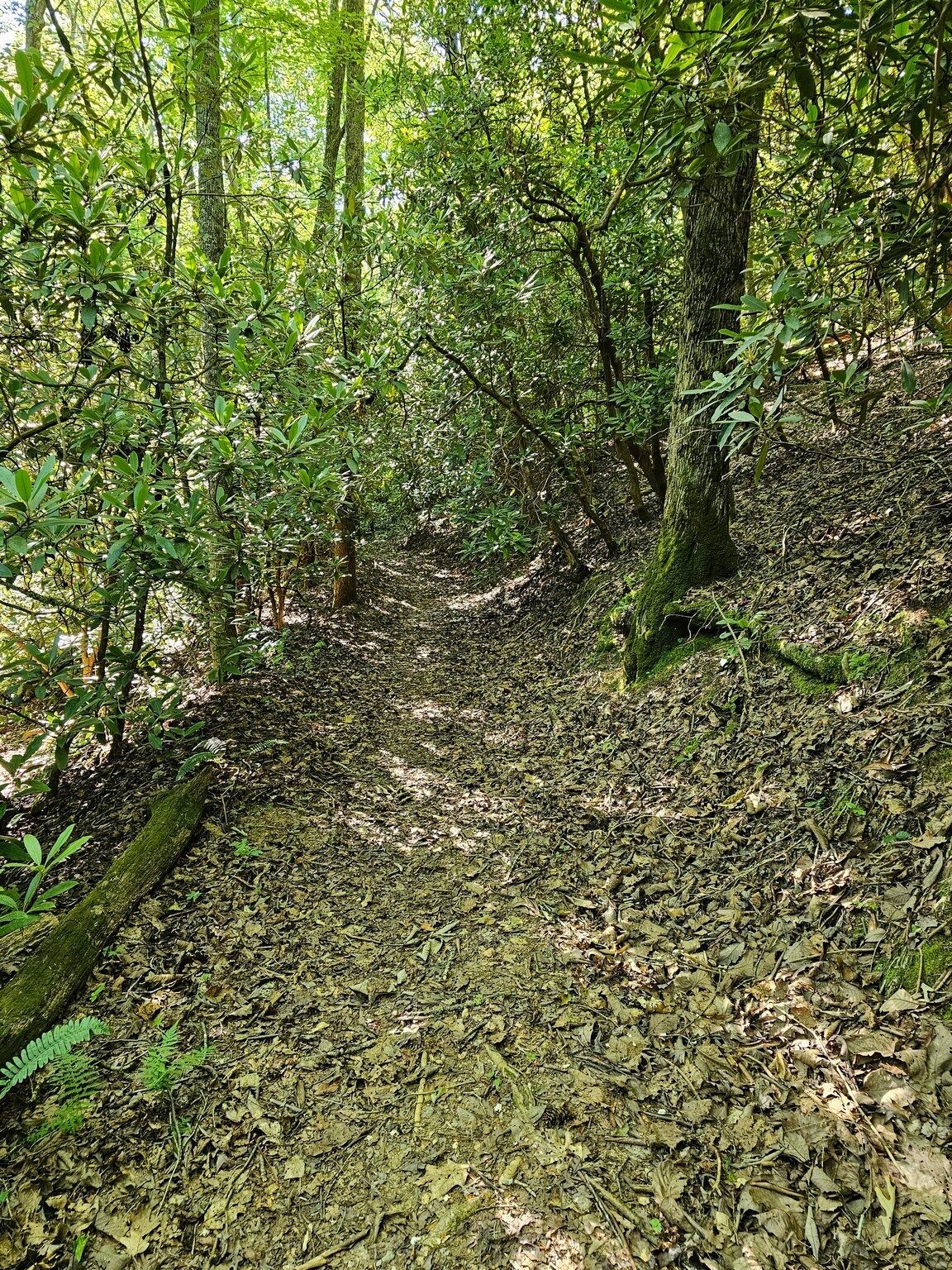 A Rhododendron  tunnel, but no blooms here.