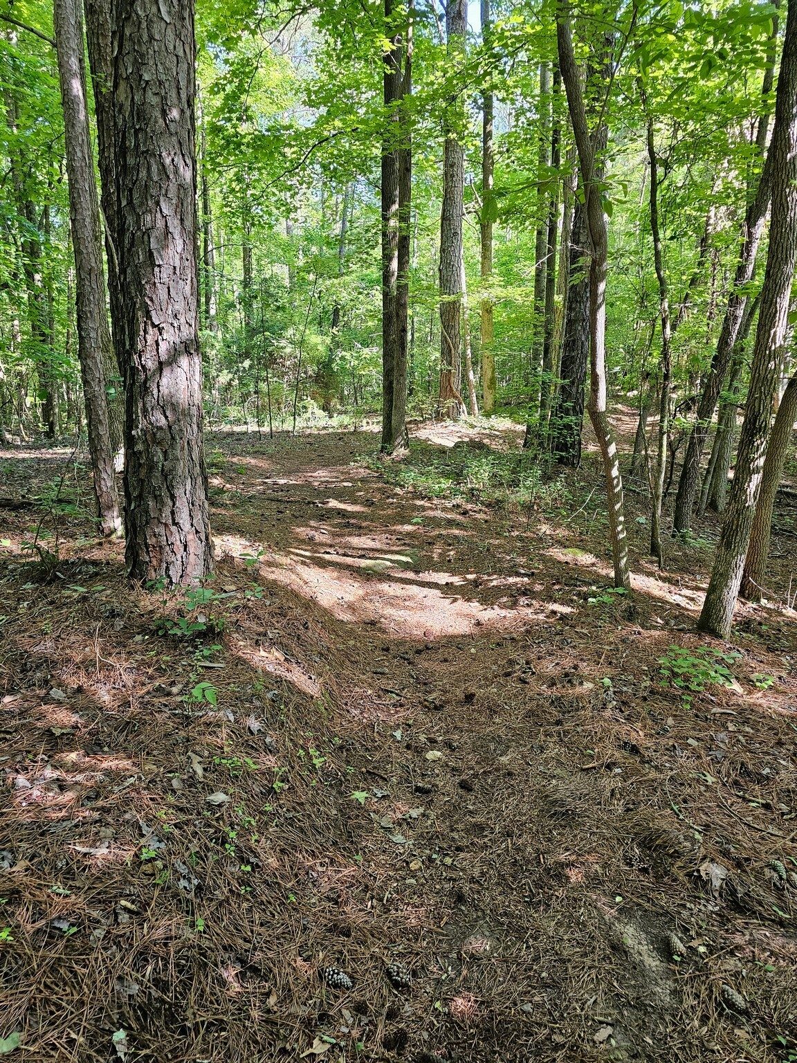 Typical trail conditions today.