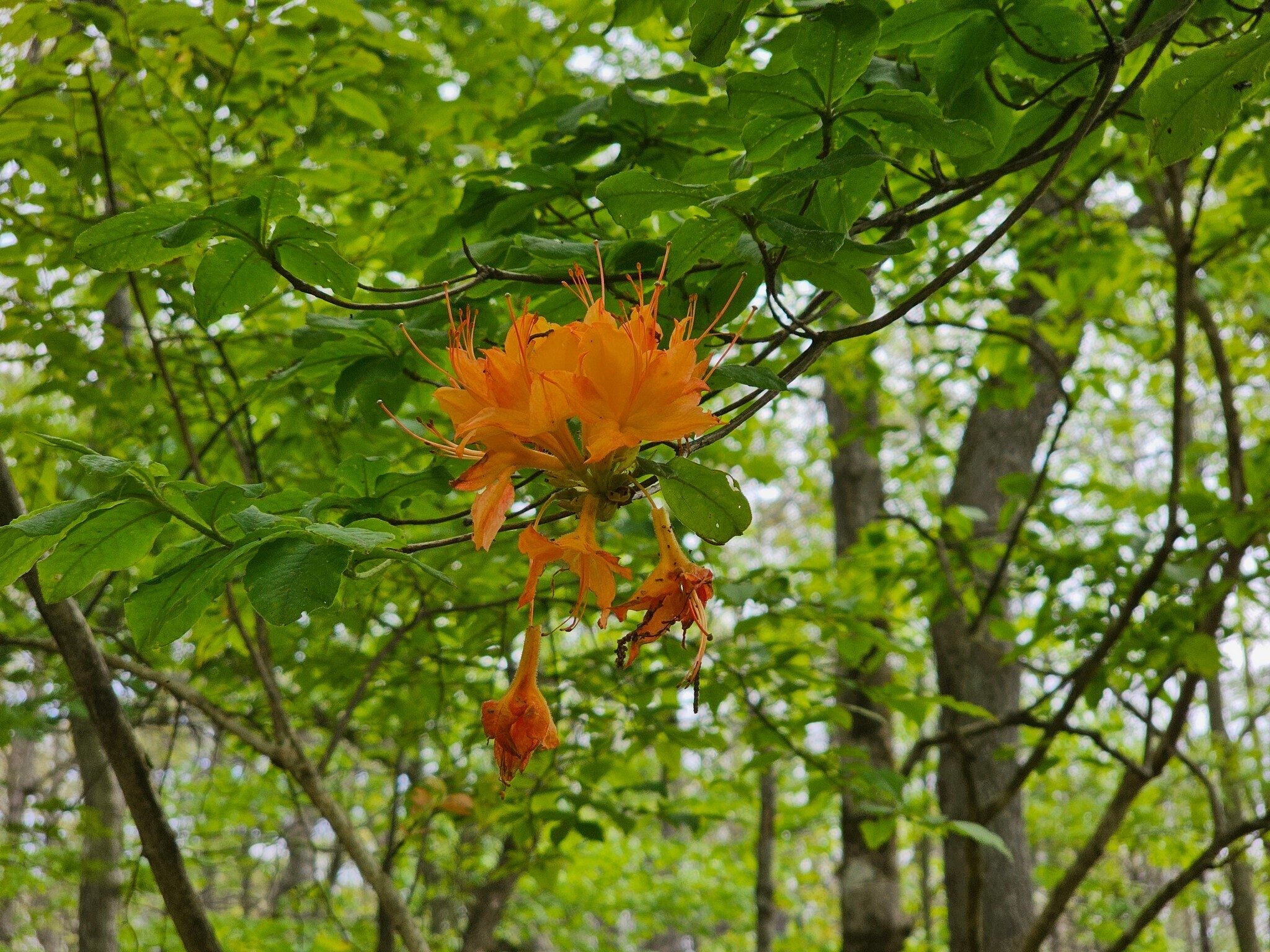 Just a single Native Flame Azalea with blooms fading was seen along the trail.