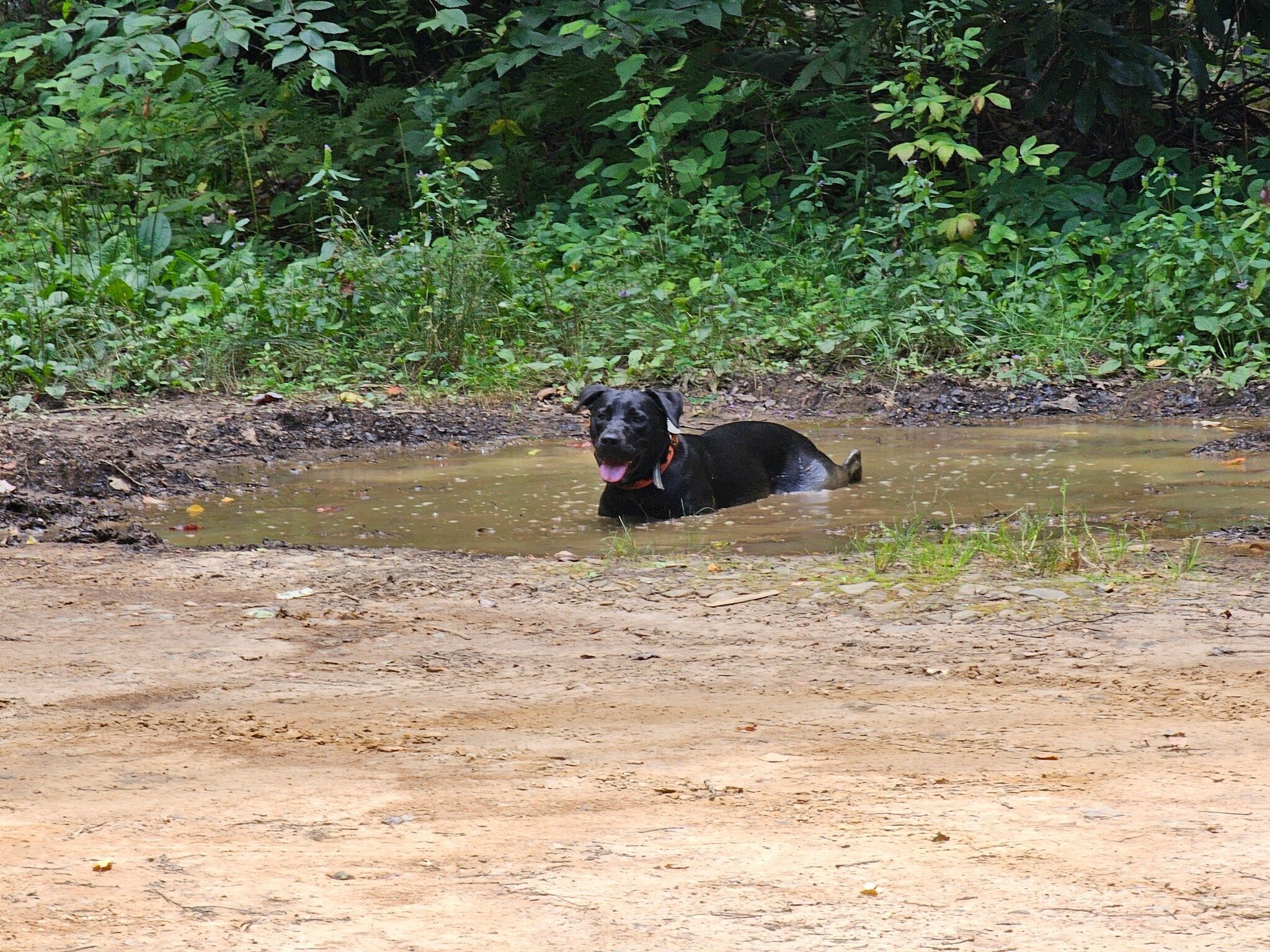 Toby decides he's going to take a break in his favorite place . . . a mud puddle.